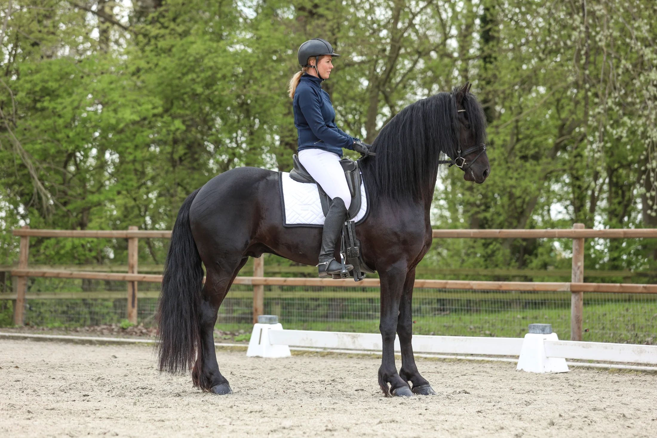 fries hengst 4 years old zwart for sale - Photo 5