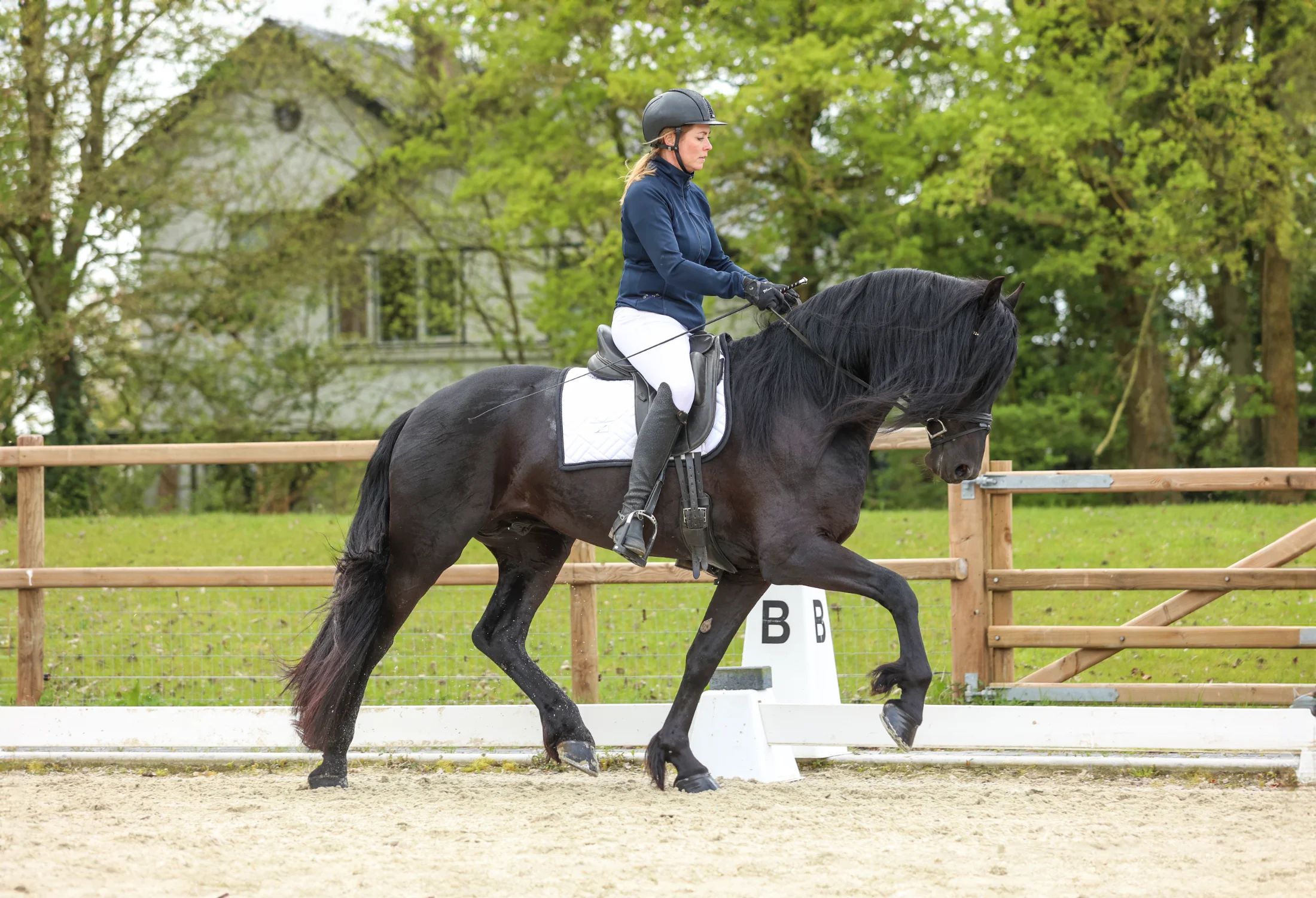 fries hengst 4 years old zwart for sale - Photo 6