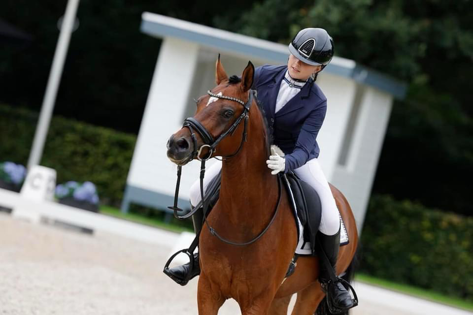 welsh dressuurpony ruin 8 years old donkerbruin for sale - Photo 3