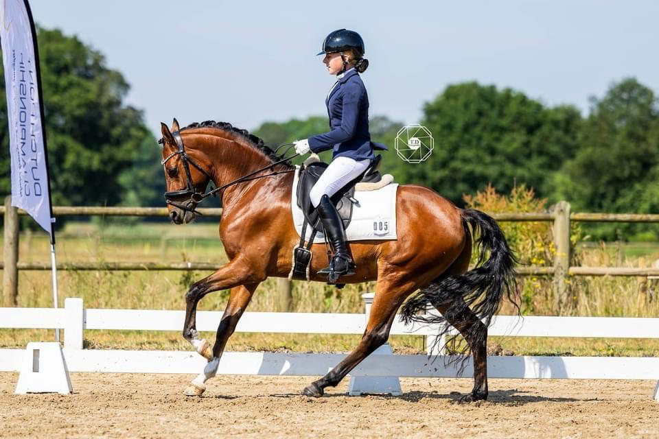welsh dressuurpony ruin 8 years old donkerbruin for sale - Photo 2
