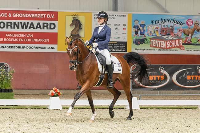 welsh dressuurpony ruin 8 years old donkerbruin for sale - Photo 6