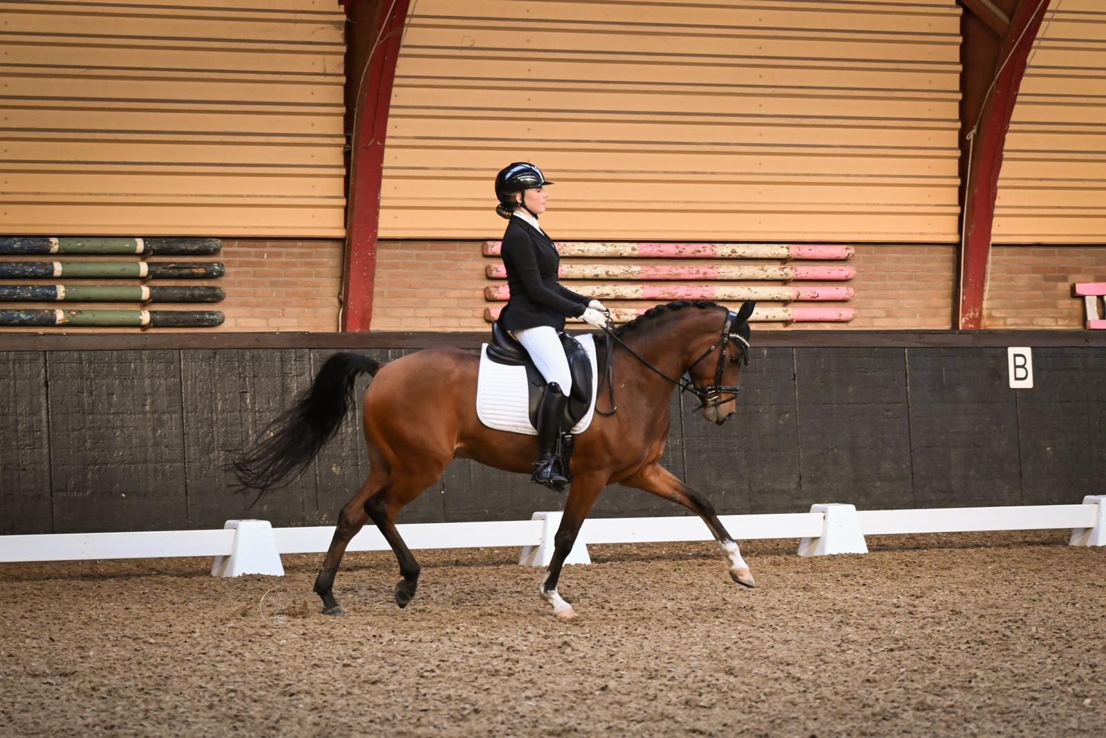 welsh dressuurpony ruin 8 years old donkerbruin for sale - Photo 5
