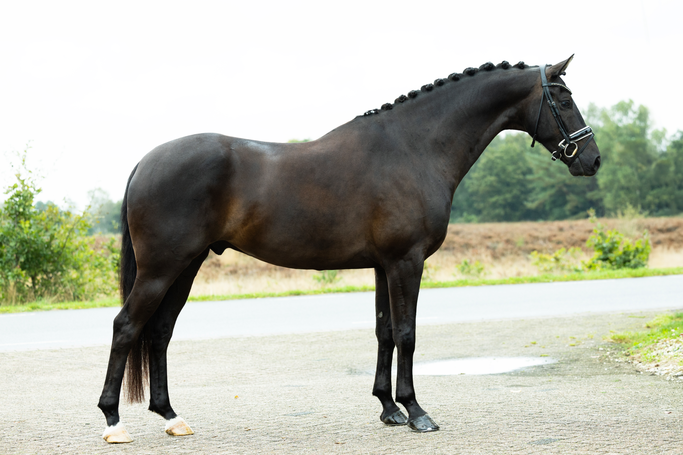 kwpn dressuurpaard ruin 7 years old zwart for sale - Photo 2