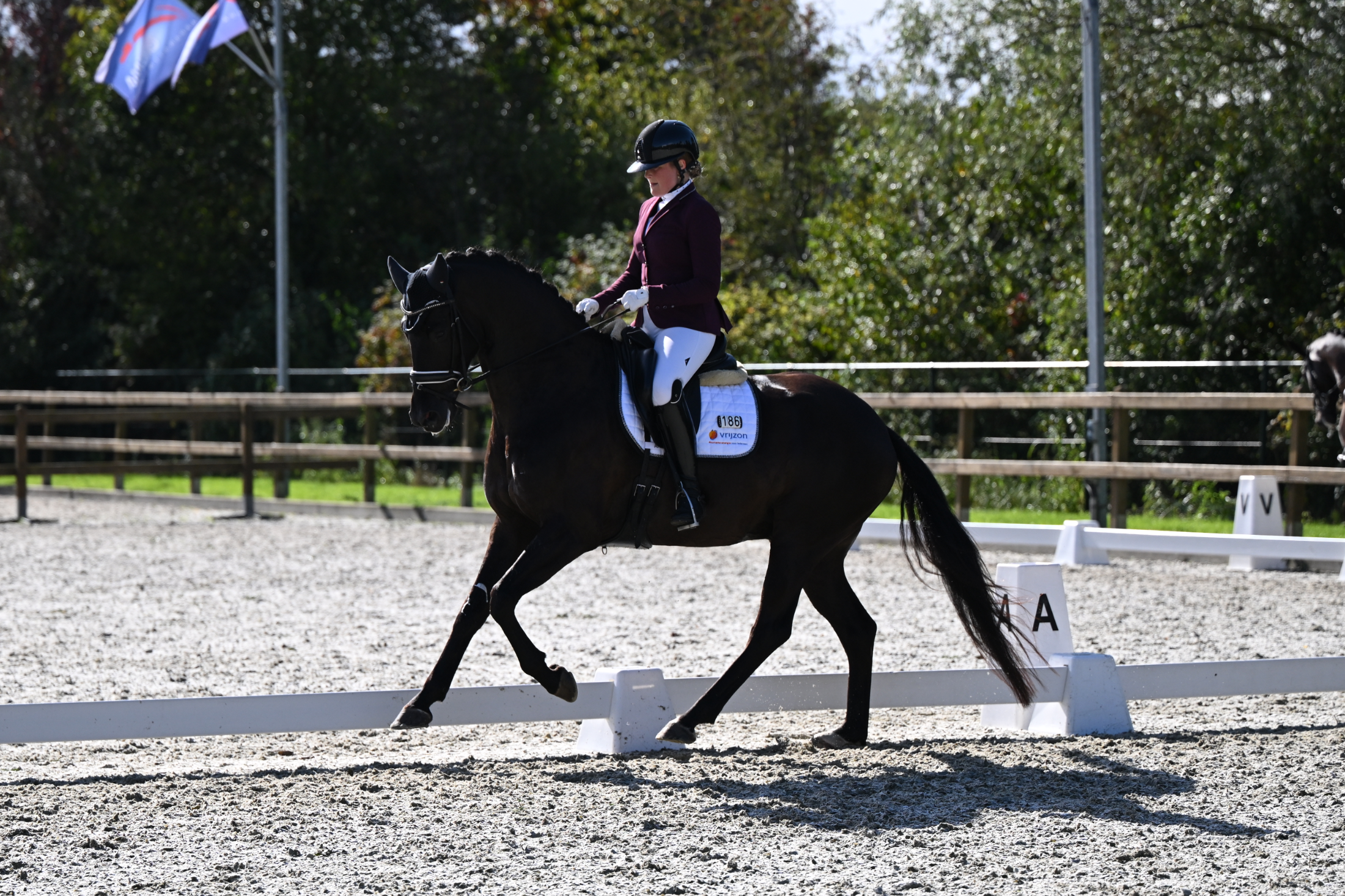 kwpn dressuurpaard ruin 7 years old zwart for sale - Photo 6