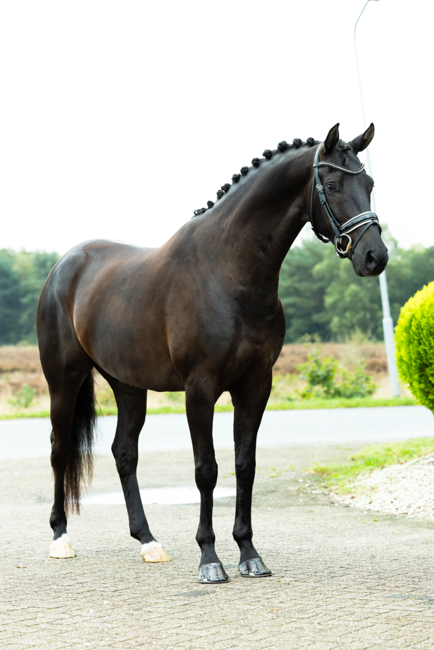 kwpn dressuurpaard ruin 7 years old zwart for sale - Photo 3