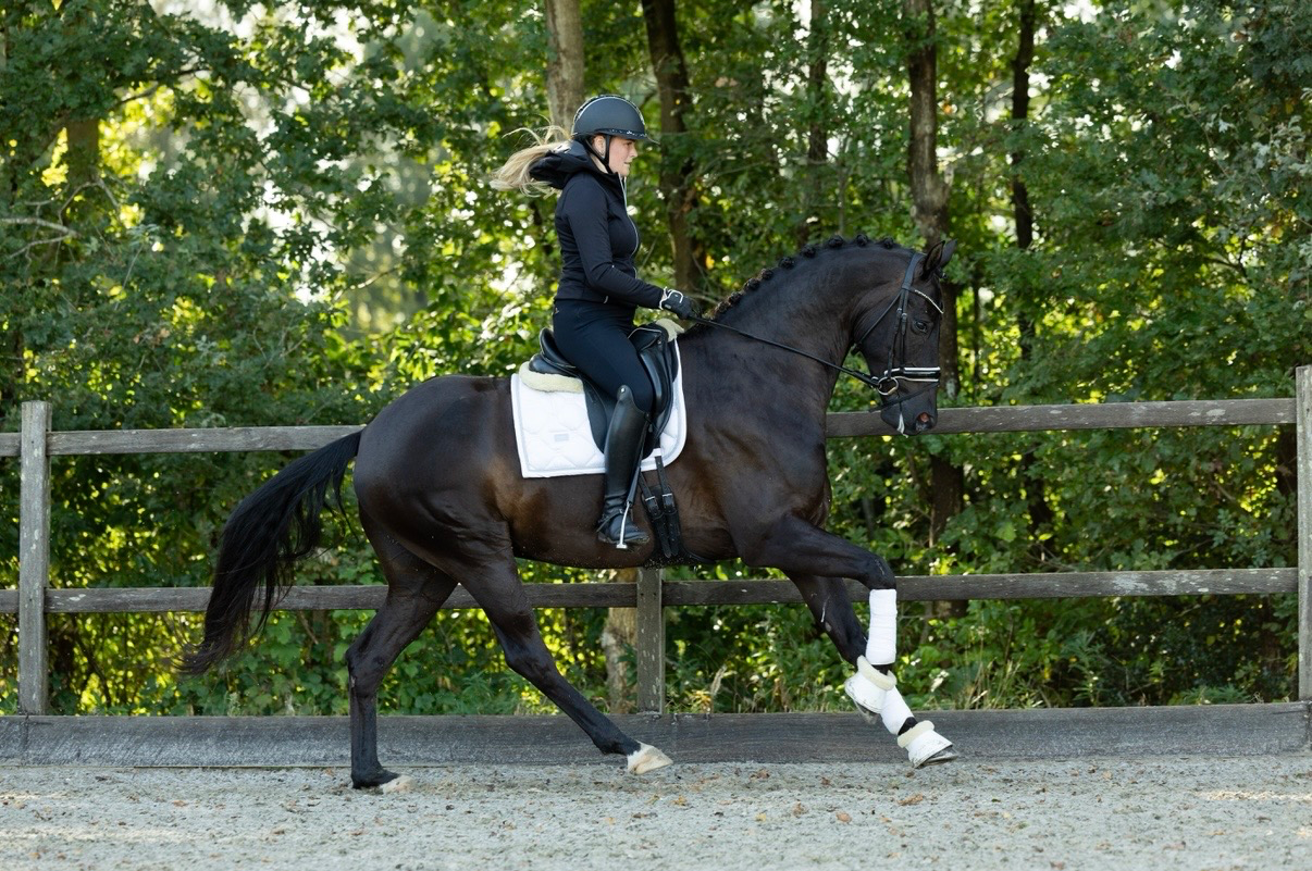kwpn dressuurpaard ruin 7 years old zwart for sale - Photo 5