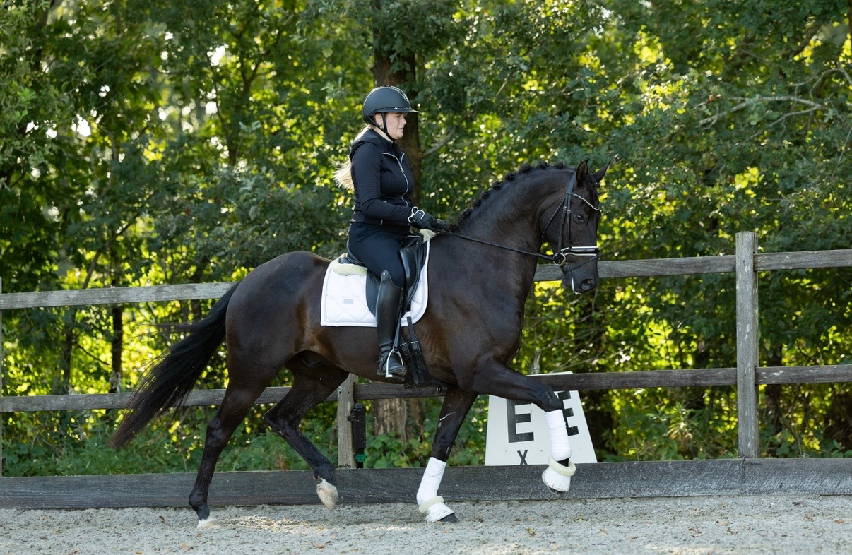 kwpn dressuurpaard ruin 7 years old zwart for sale - Photo 4