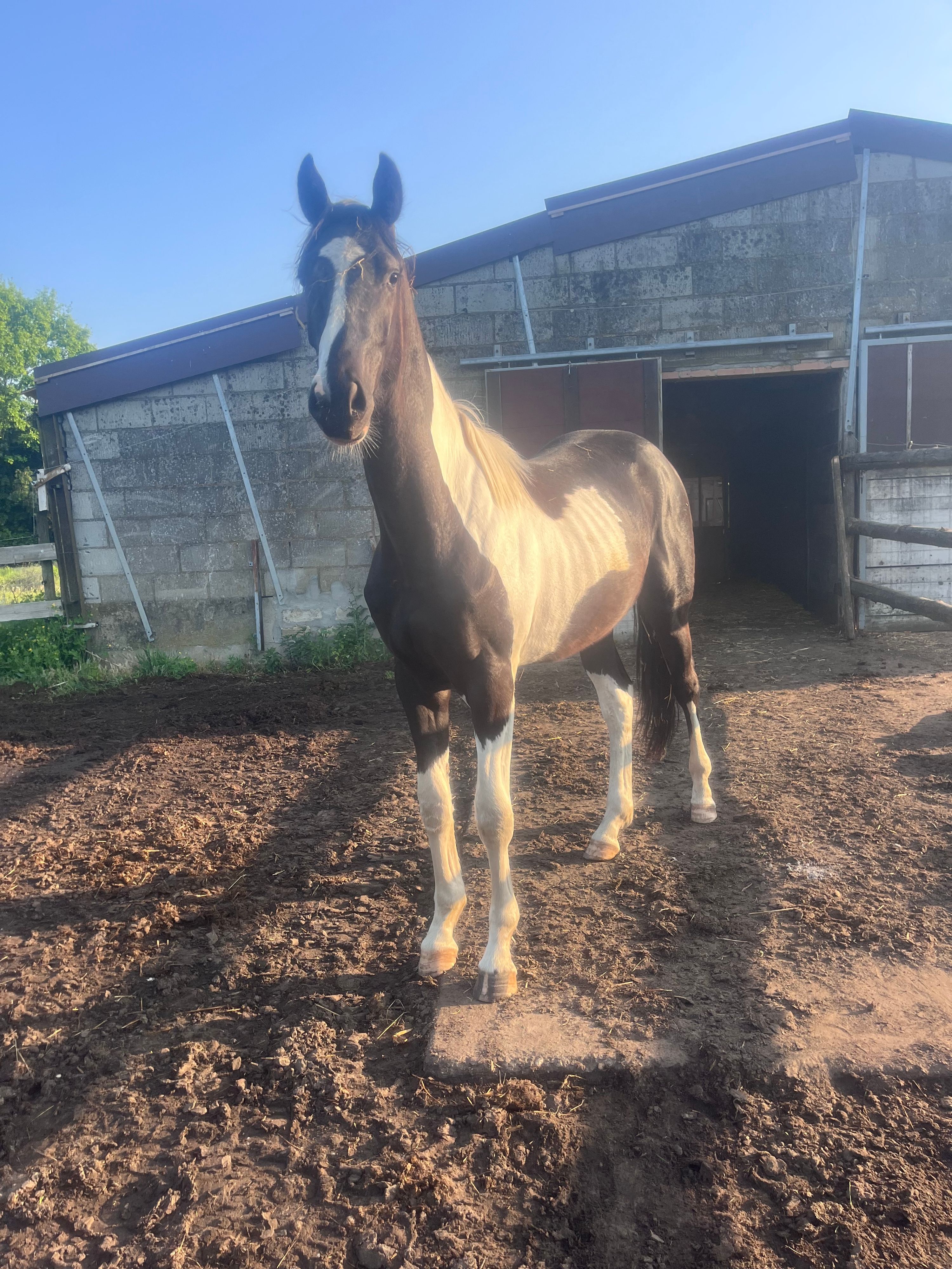 2歳の斑（ブチ）馬 種牡馬