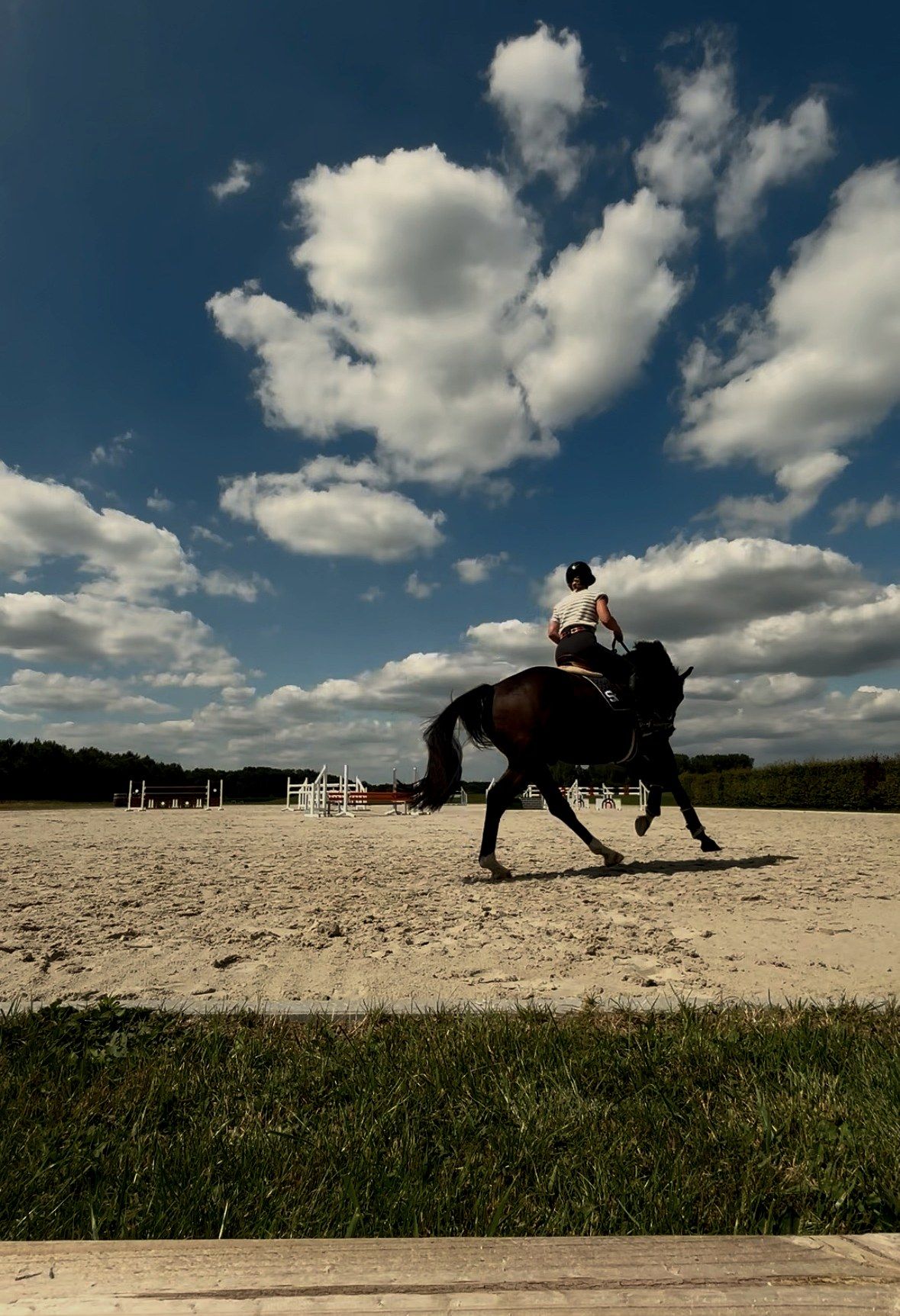 kwpn paard Merrie 6 歳 Bruin 売り出し中 - 写真 2