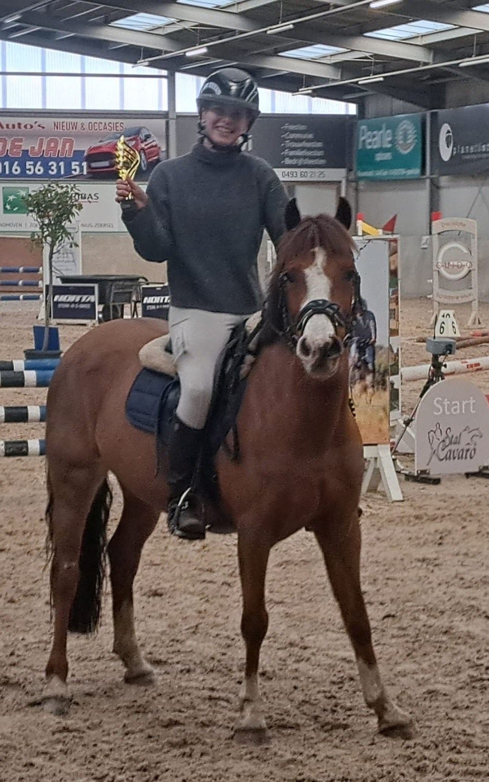 bwp springpony merrie 8 años vos en venta - Foto 4
