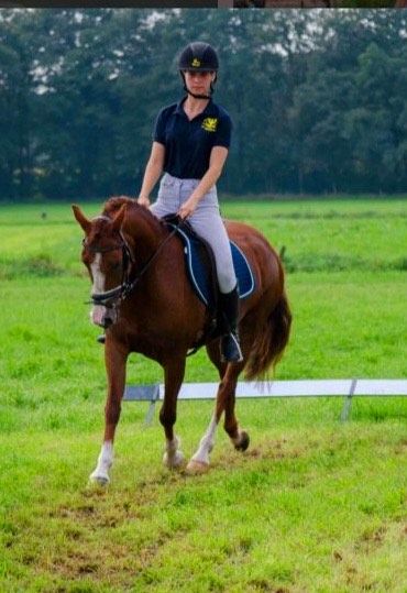 bwp springpony merrie 8 años vos en venta - Foto 5