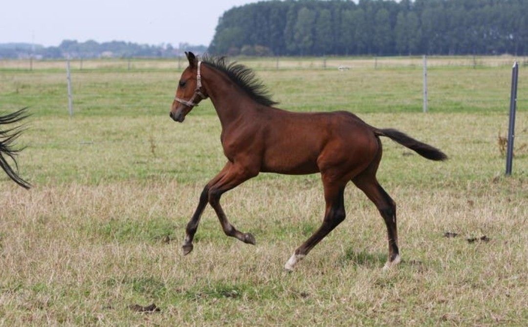 kwpn dressuurpaard hengst 1 years old donkerbruin for sale - Photo 4