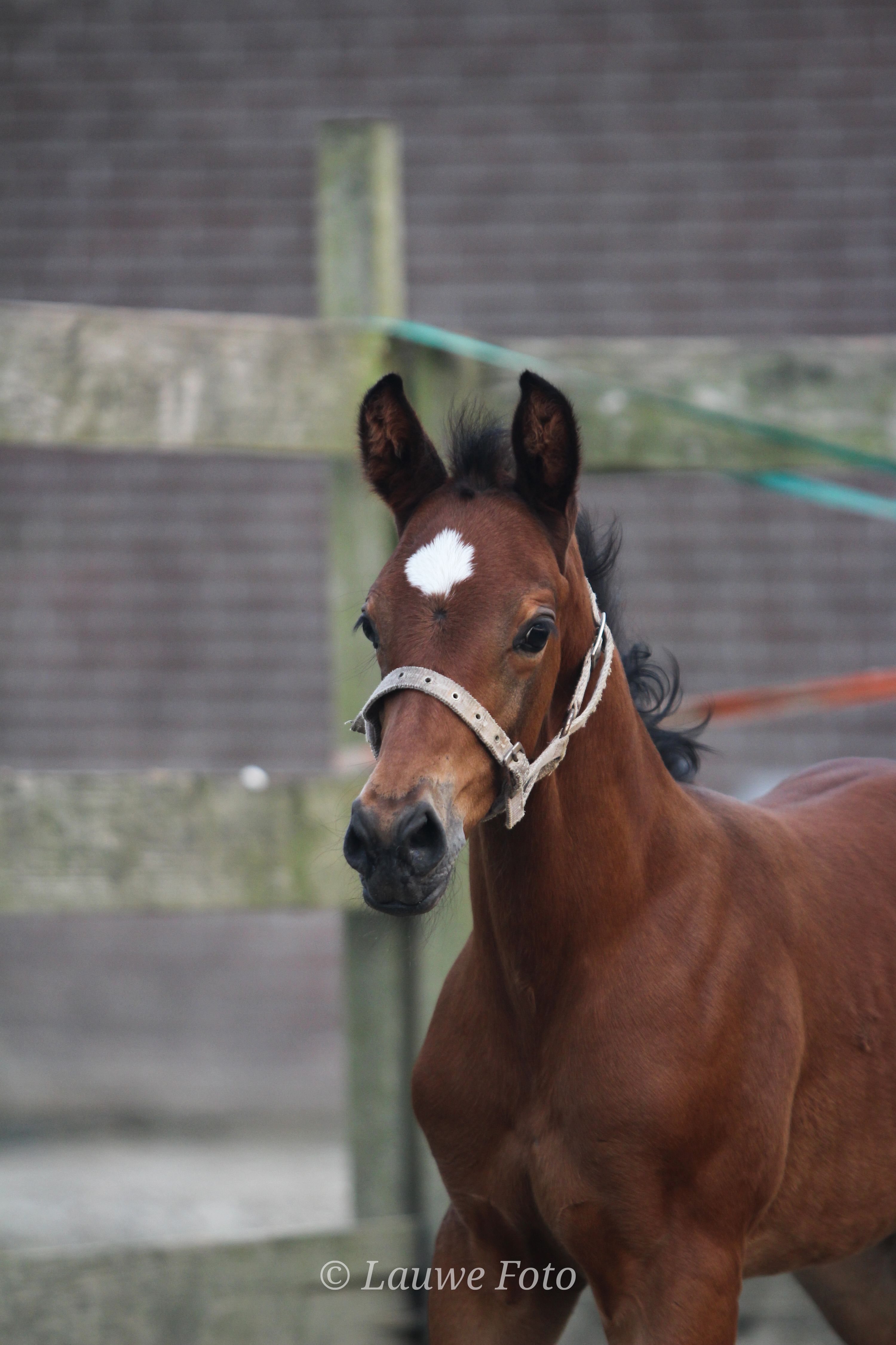 kwpn dressuurpaard hengst 1 years old donkerbruin for sale - Photo 5