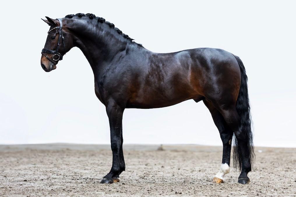 kwpn dressuurpaard hengst 8 años donkerbruin en venta - Foto 2