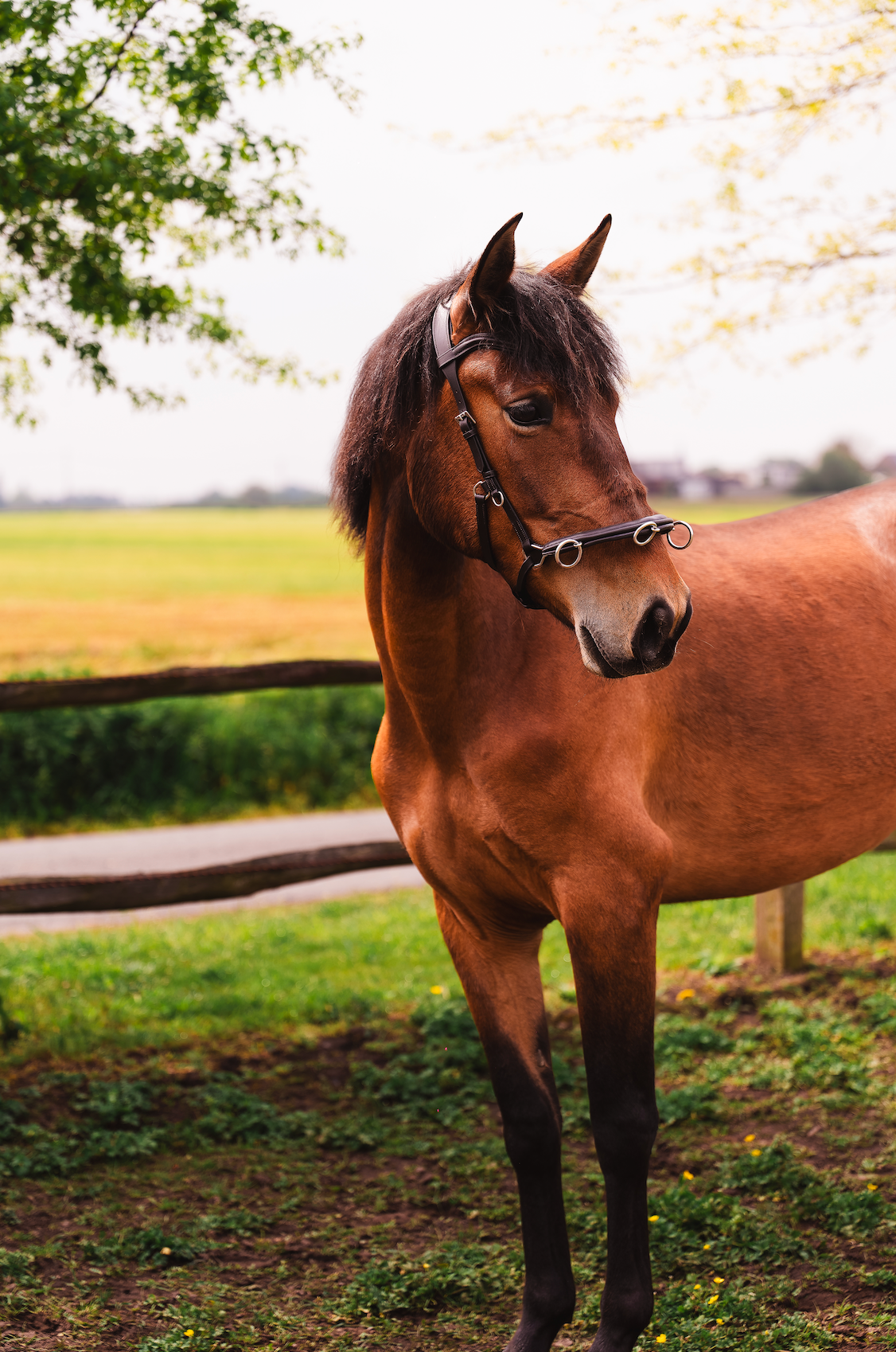 pre dressuurpaard merrie 4 years old donkerbruin for sale - Photo 5
