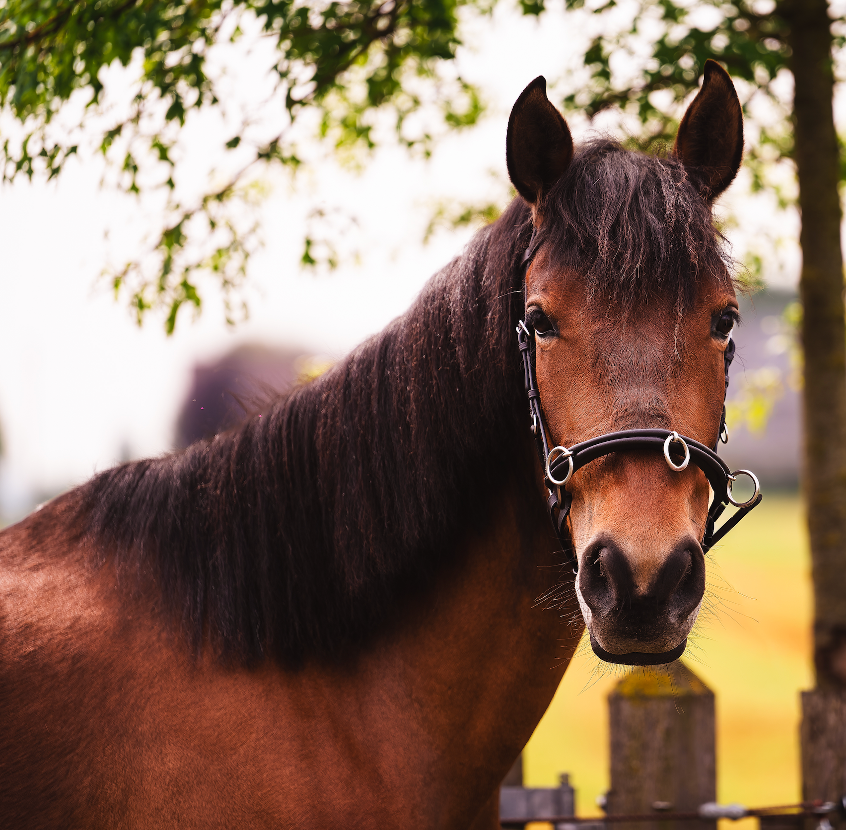 pre dressuurpaard merrie 4 years old donkerbruin for sale - Photo 3