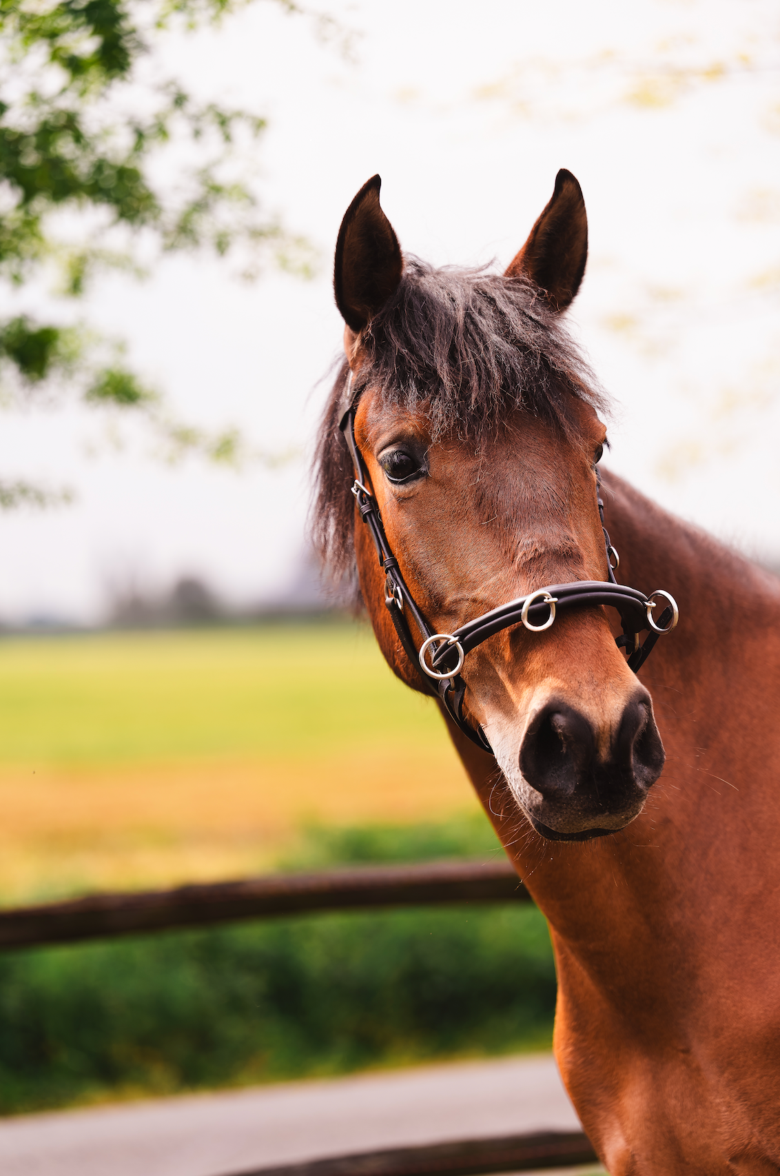 pre dressuurpaard merrie 4 years old donkerbruin for sale - Photo 6