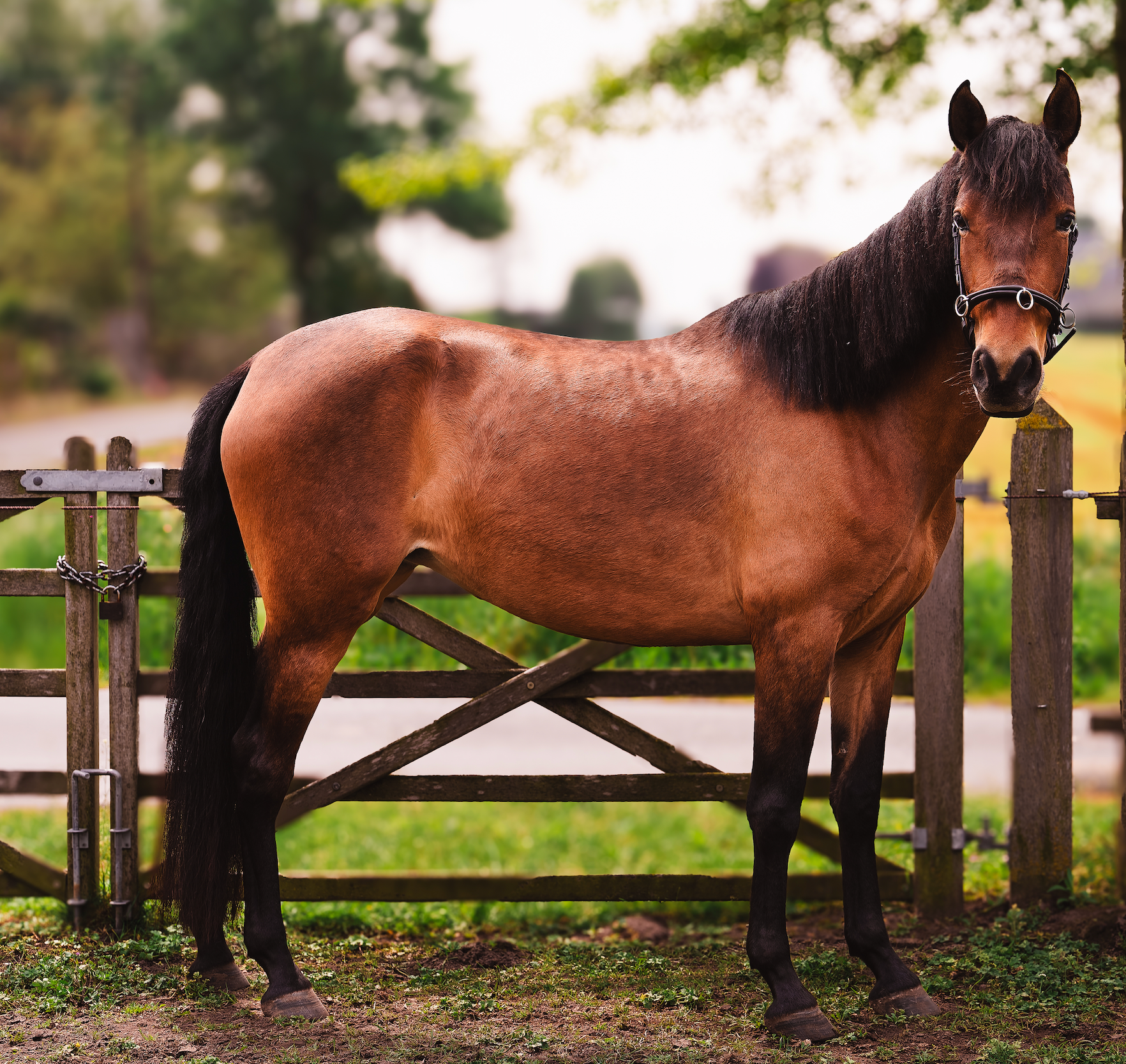 pre dressuurpaard merrie 4 years old donkerbruin for sale - Photo 4