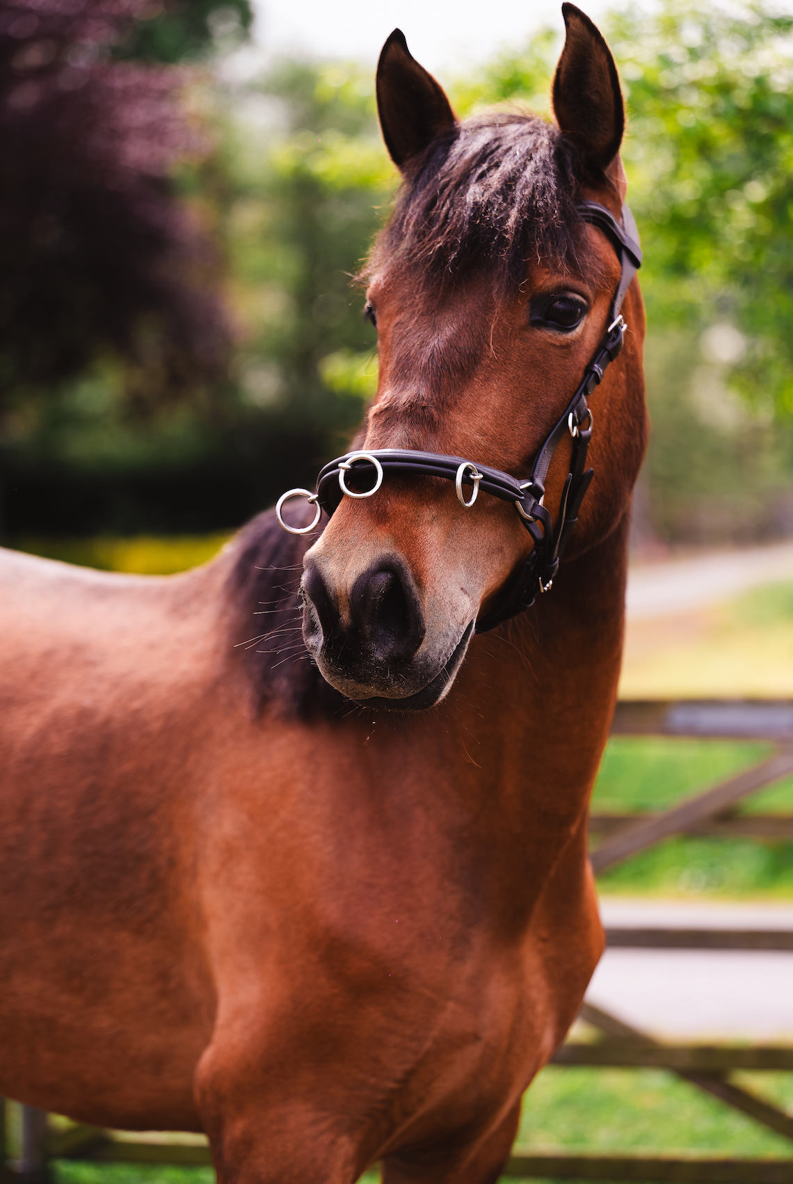 pre dressuurpaard merrie 4 years old donkerbruin for sale - Photo 2