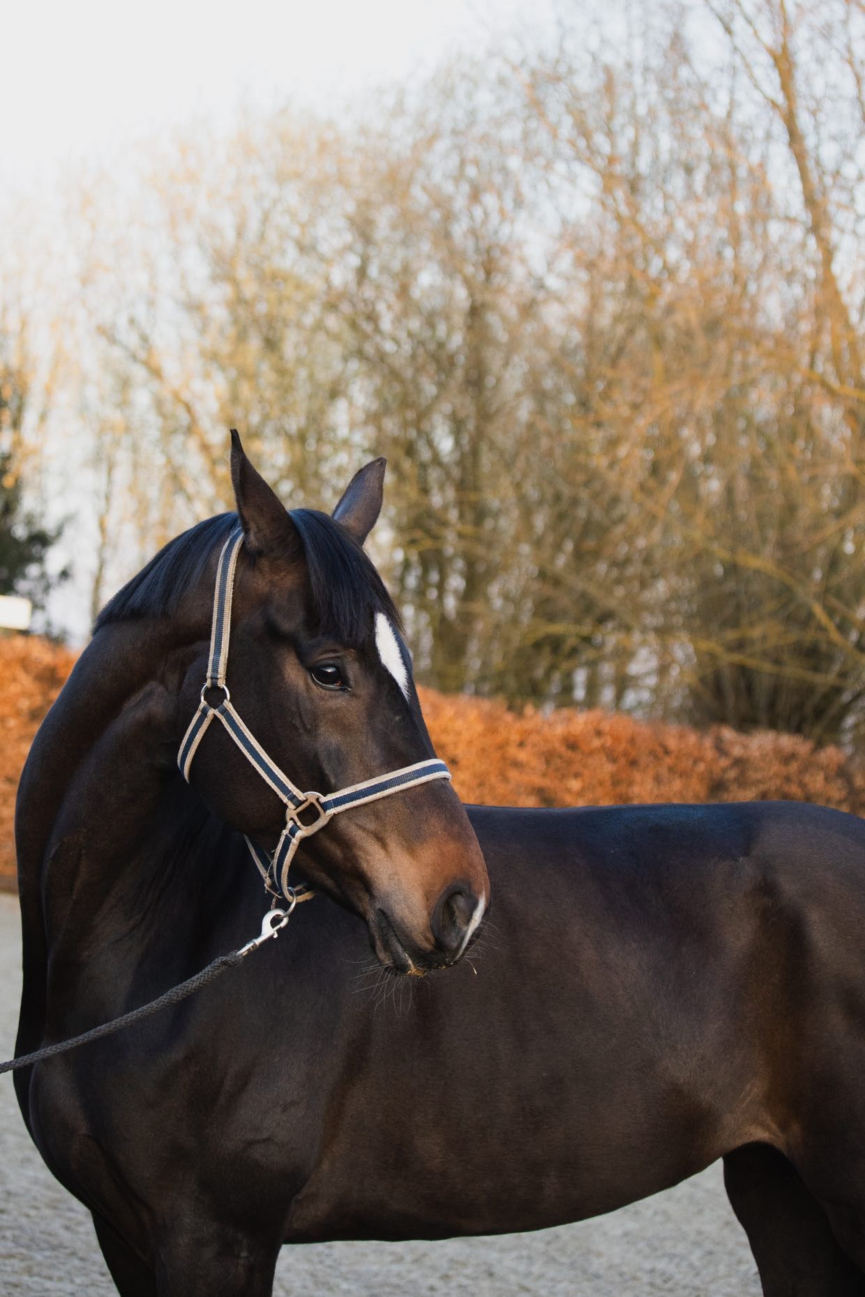 kwpn fokmerrie merrie 7 years old donkerbruin for sale - Photo 2