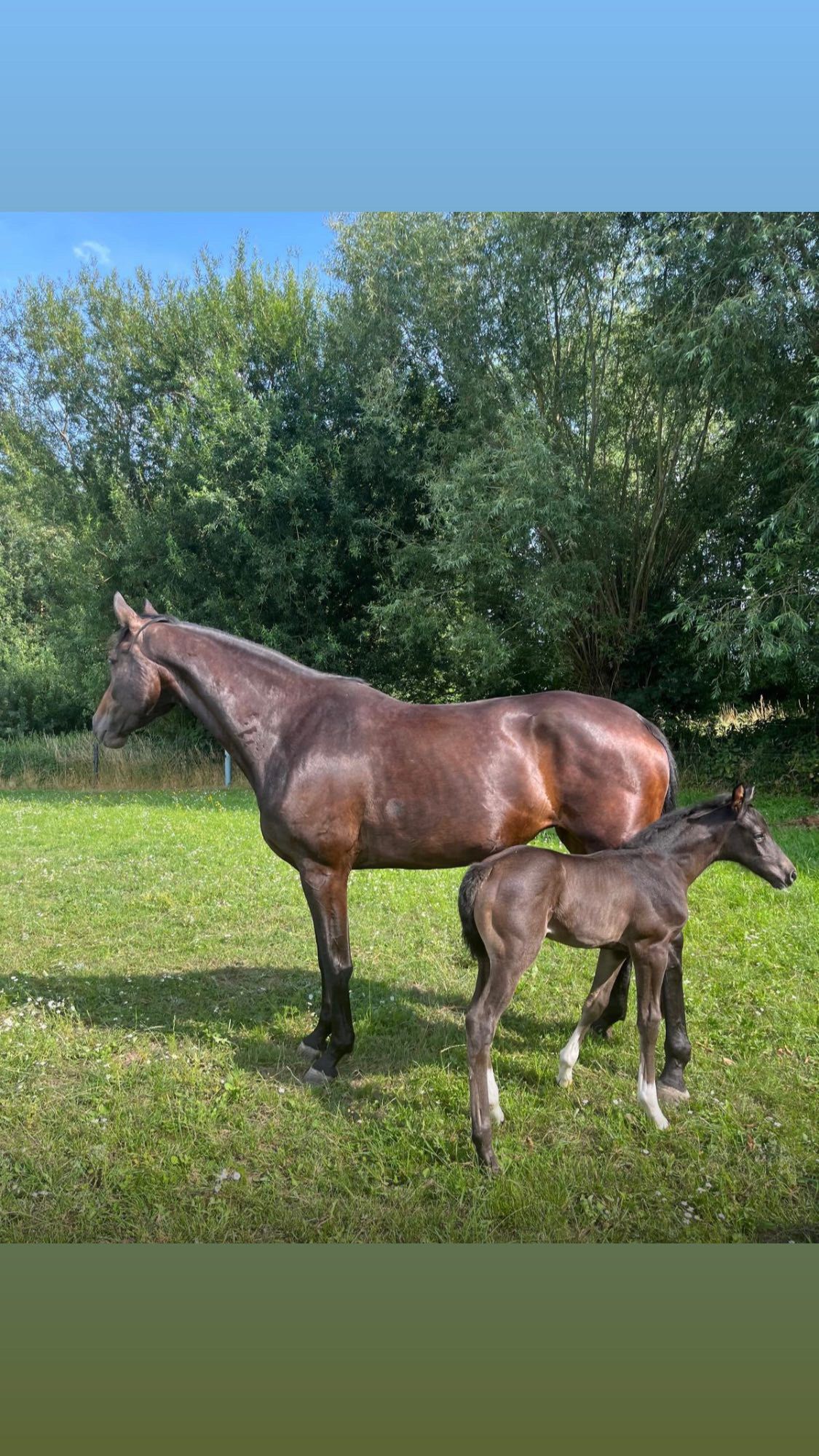 kwpn fokmerrie merrie 7 years old donkerbruin for sale - Photo 3