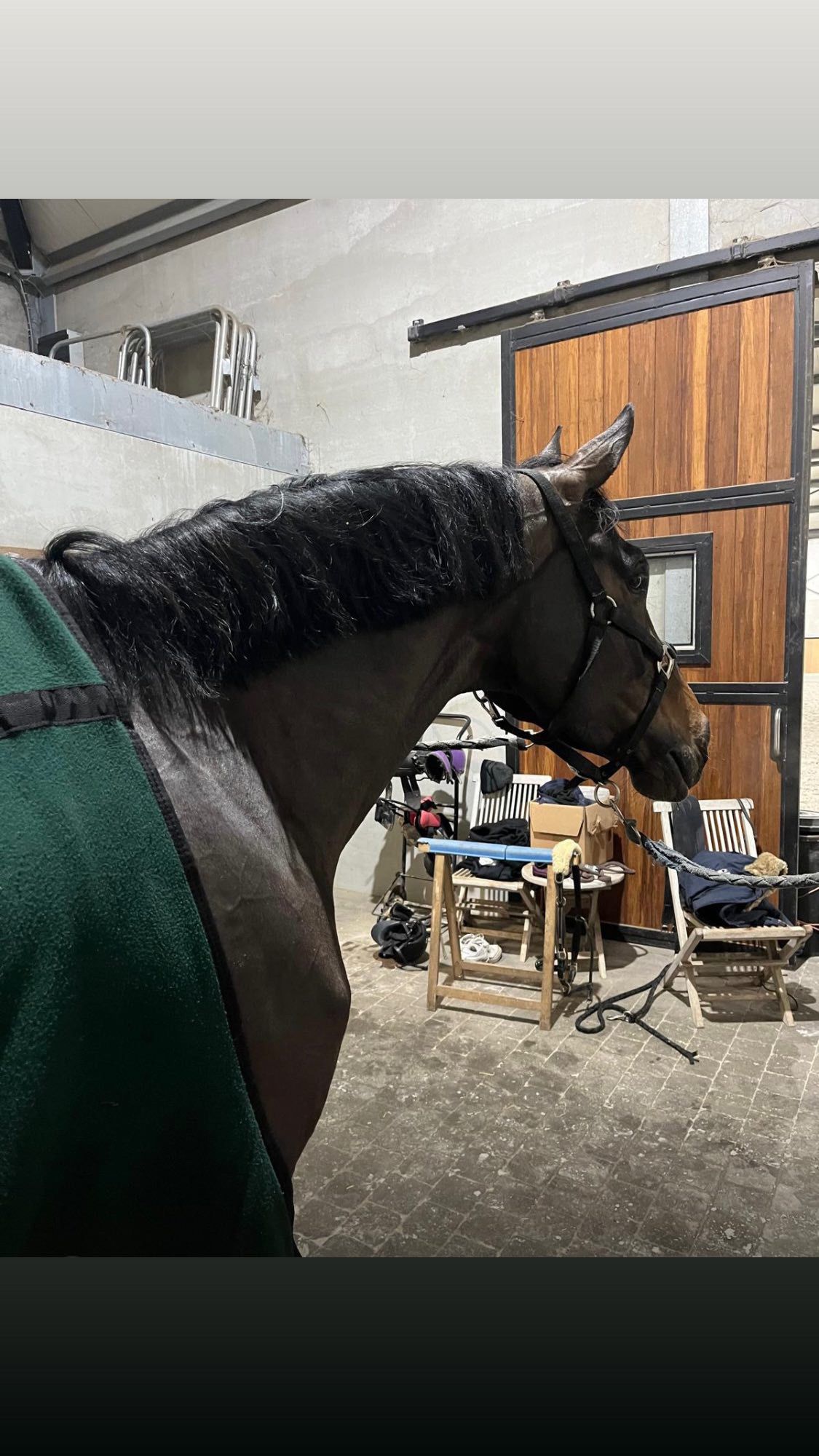 kwpn fokmerrie merrie 7 years old donkerbruin for sale - Photo 4