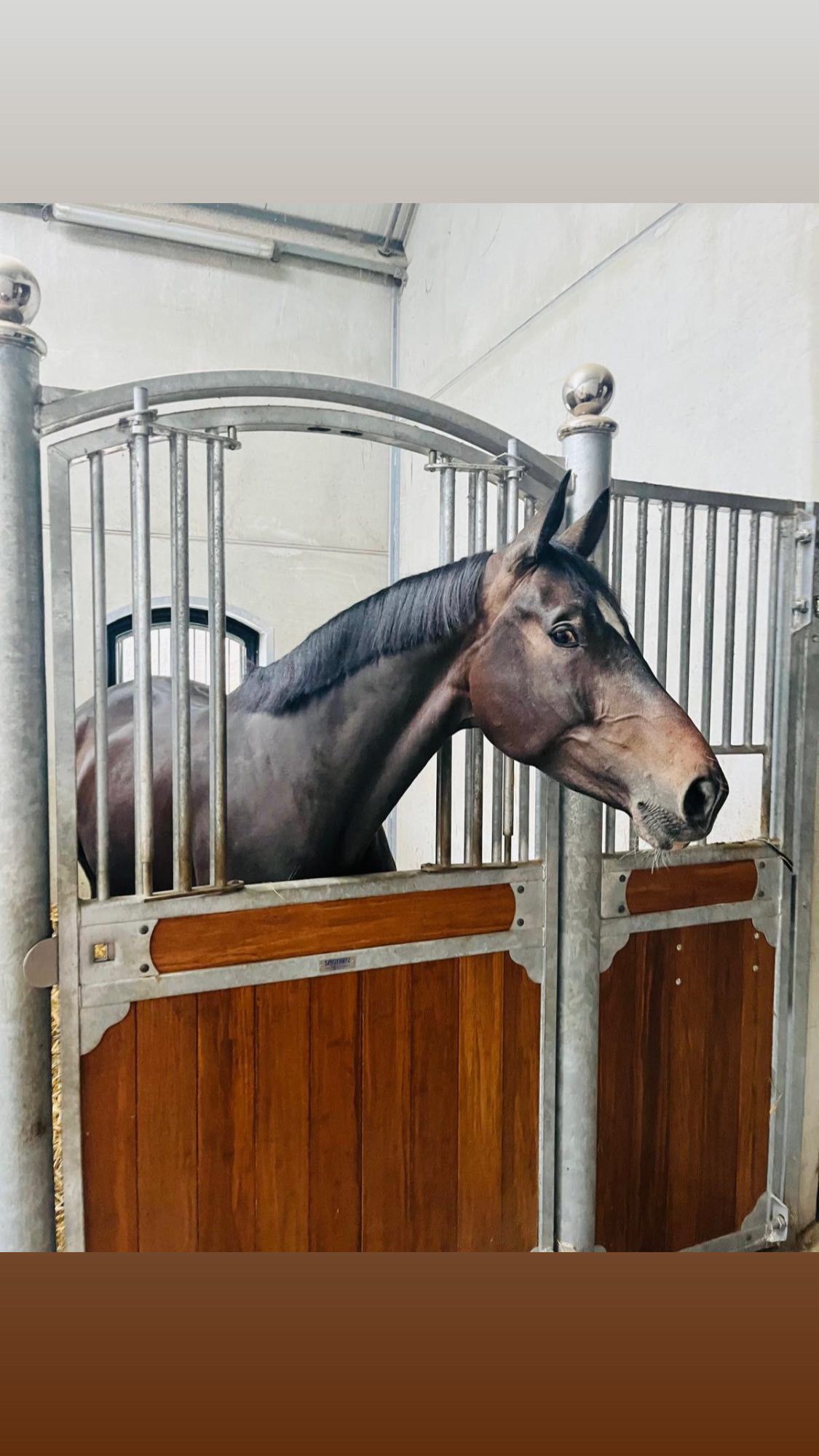 kwpn fokmerrie merrie 7 years old donkerbruin for sale - Photo 6