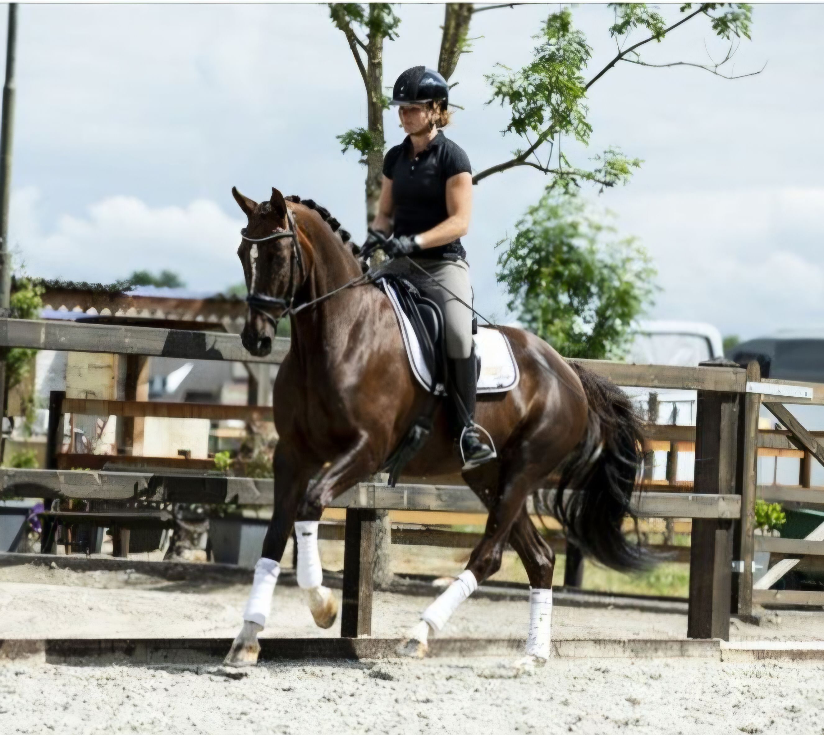 Doce égua de dressage nível Z, alazã torrada e com excelente atitude