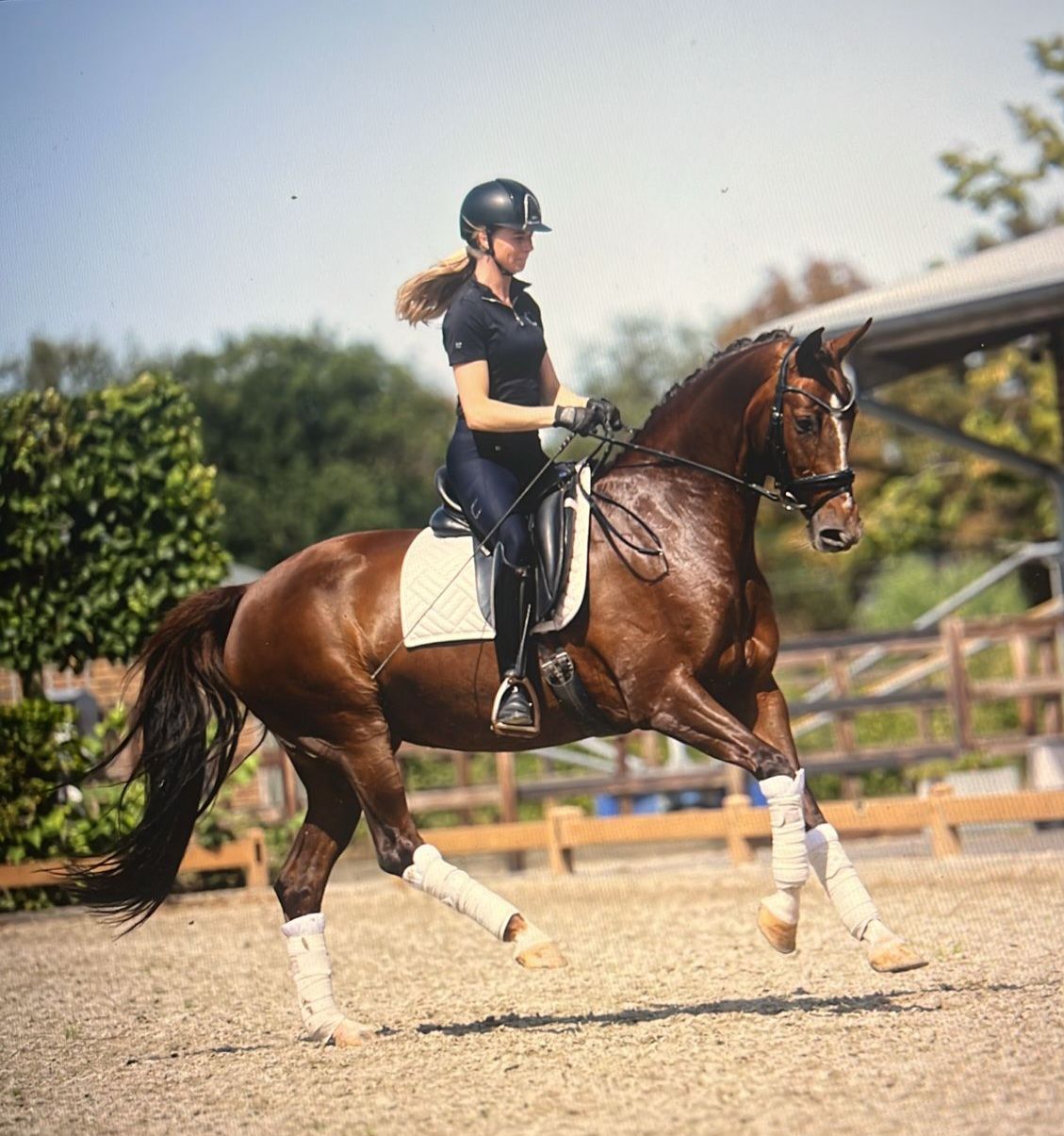 kwpn dressuurpaard merrie 12 años kastanje en venta - Foto 2