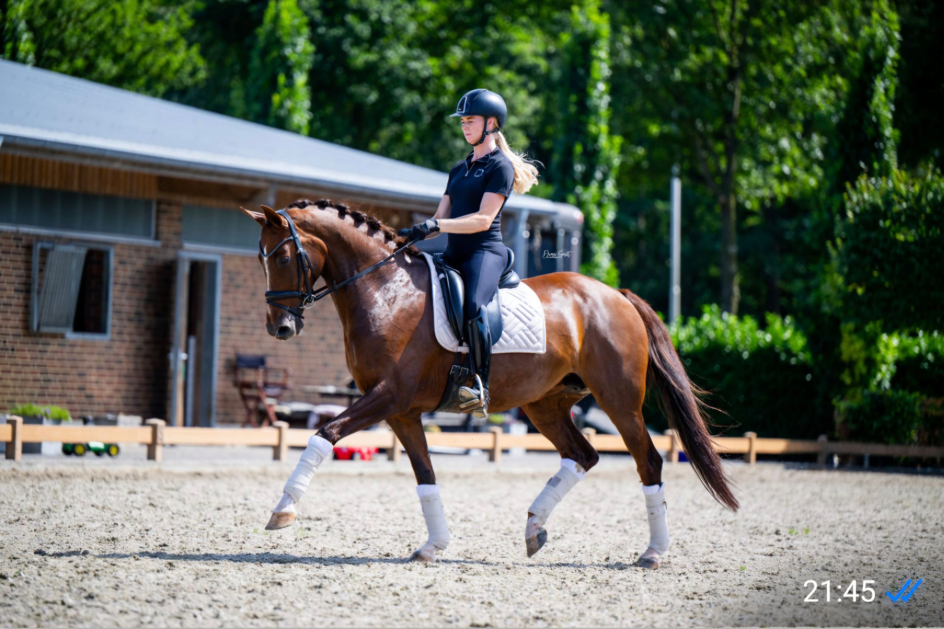 kwpn dressuurpaard merrie 12 años kastanje en venta - Foto 3