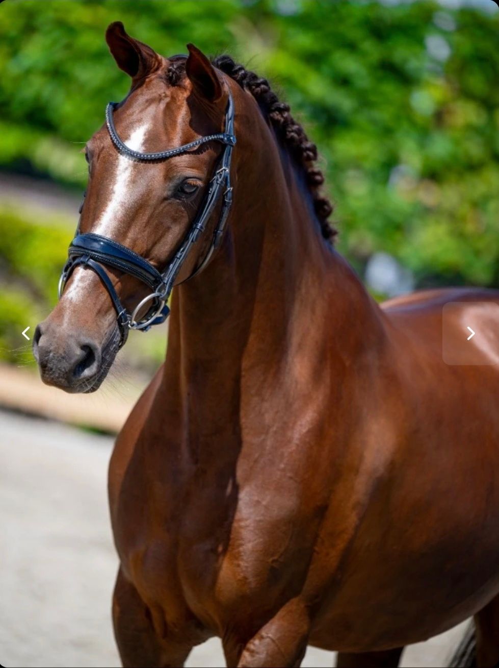 kwpn dressuurpaard merrie 12 años kastanje en venta - Foto 4