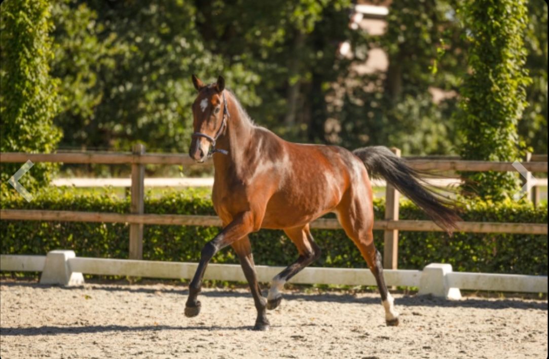 利発で才能豊かな牝馬
