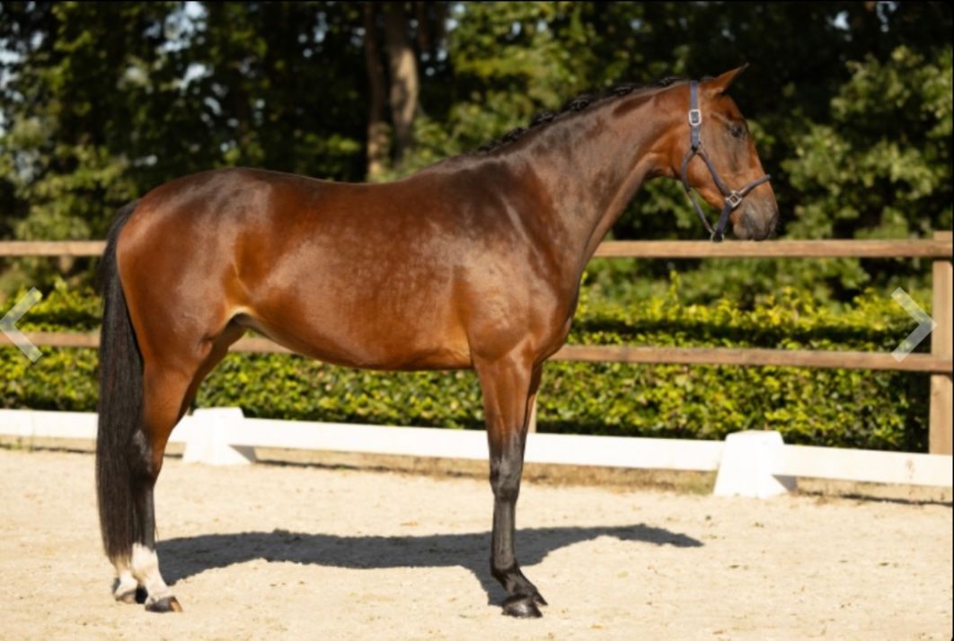 kwpn dressuurpaard merrie 4 歳 kastanje 売り出し中 - 写真 2