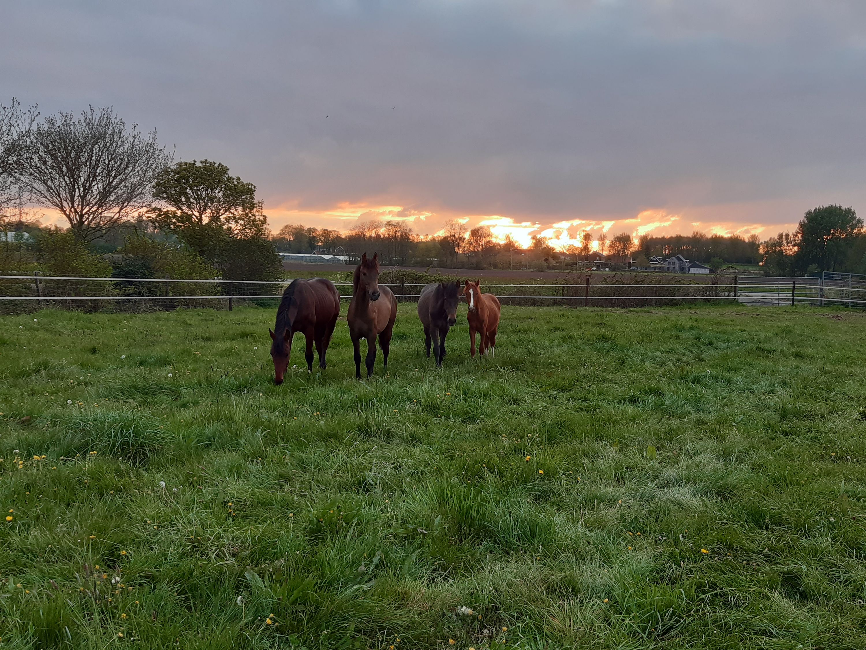 Stalling Butenskar – The place for the healthy growth of young horses