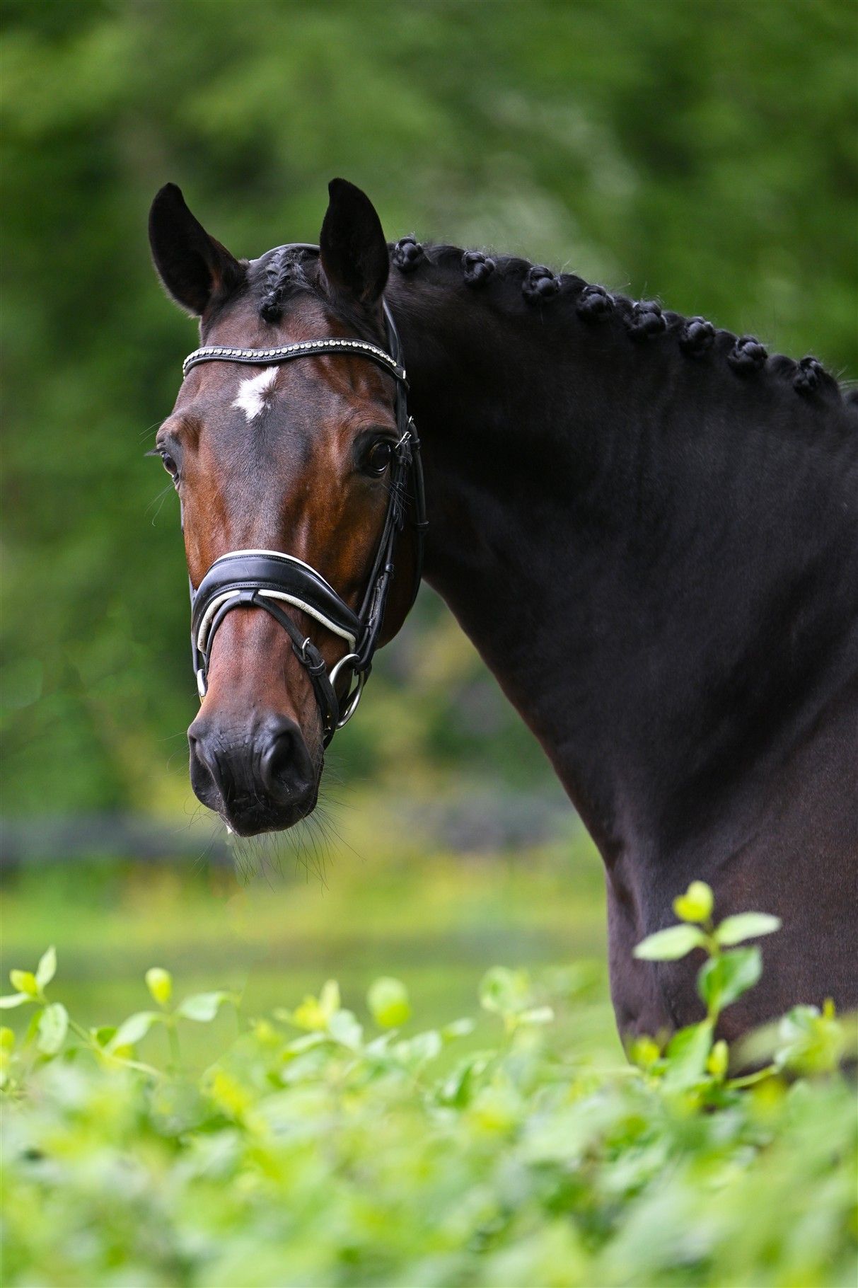 kwpn dressuurpaard merrie 8 år donkerbruin till salu - Foto 2