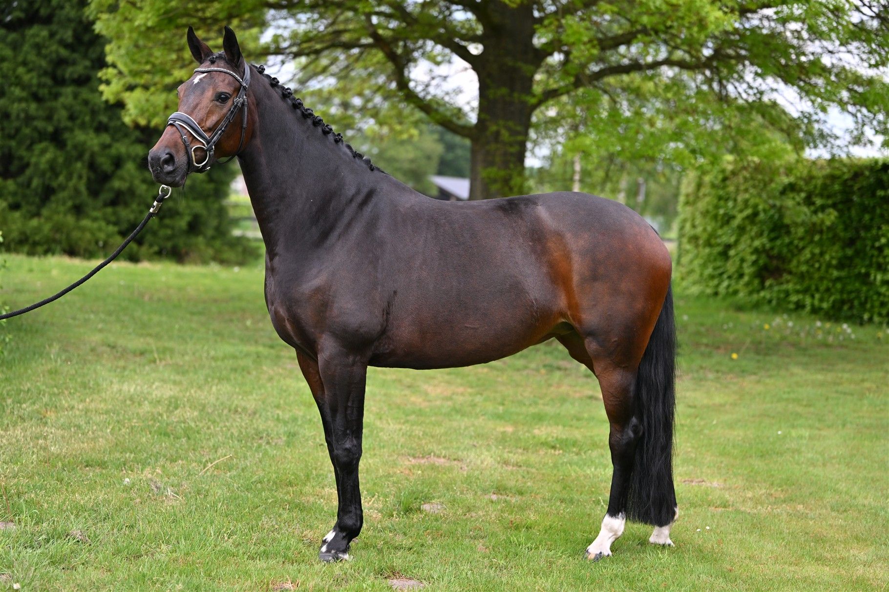 kwpn dressuurpaard merrie 8 år donkerbruin till salu - Foto 3