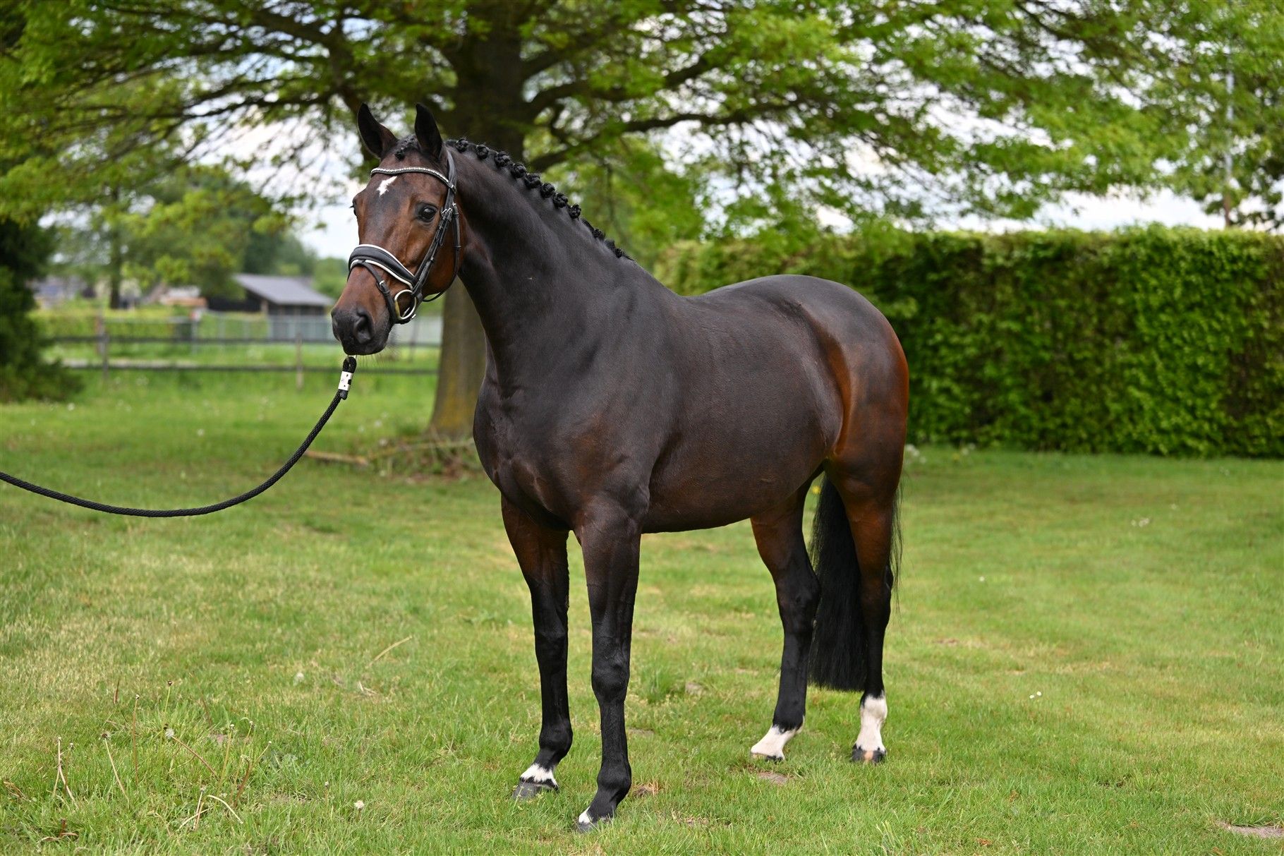 kwpn dressuurpaard merrie 8 år donkerbruin till salu - Foto 4