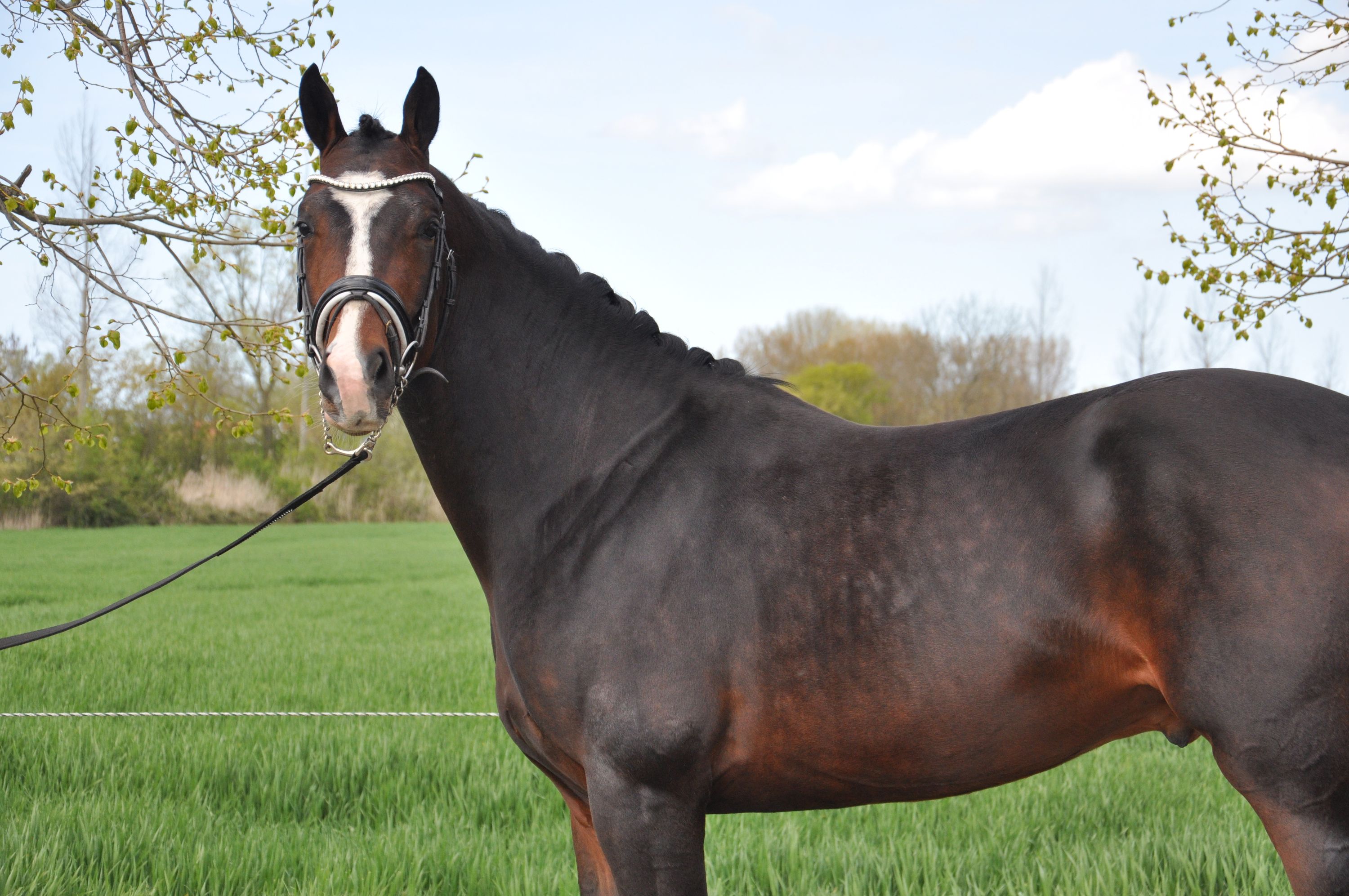 kwpn dressuurpaard hengst 3 years old donkerbruin for sale - Main photo