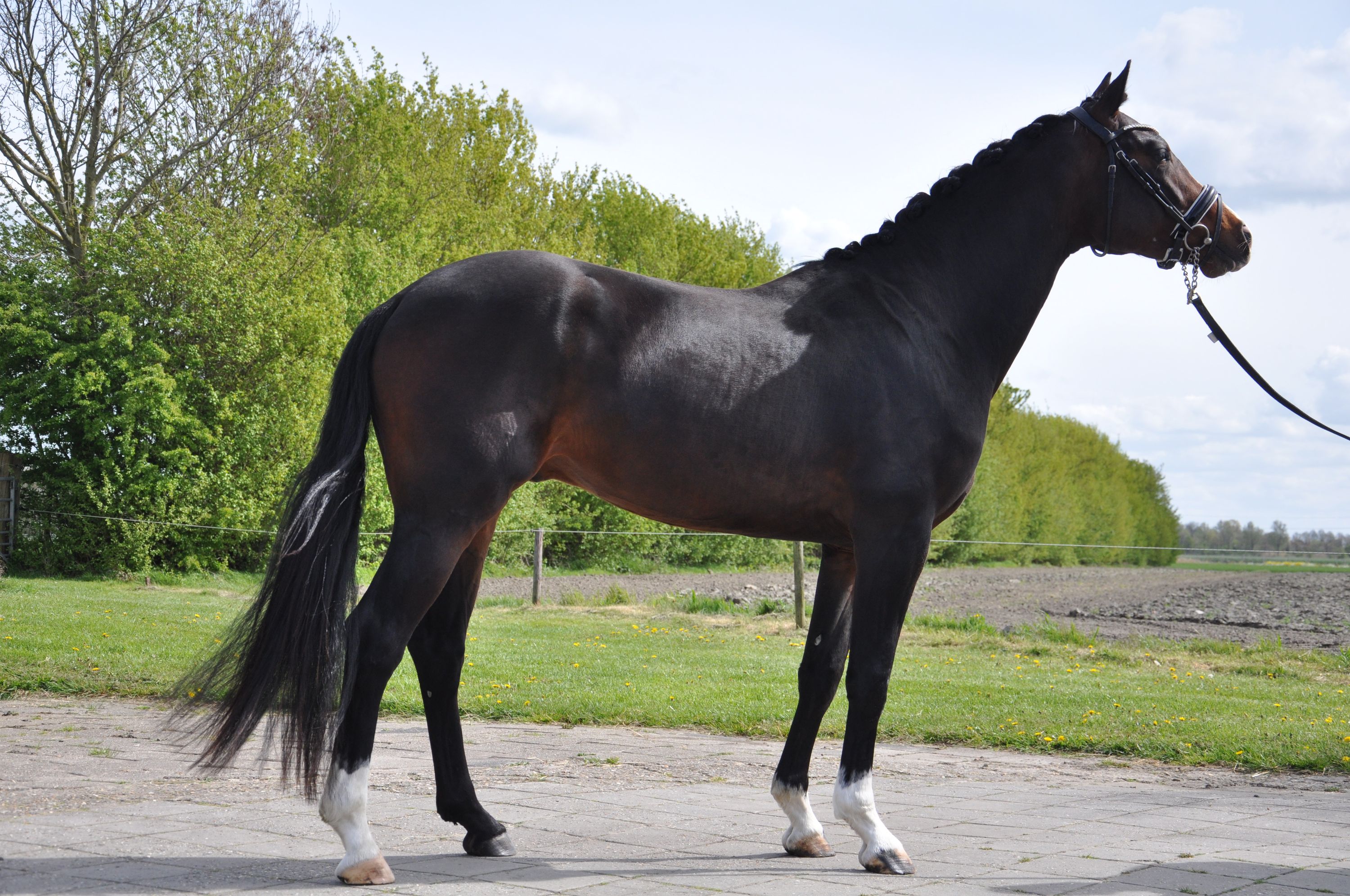 kwpn dressuurpaard hengst 3 years old donkerbruin for sale - Photo 2