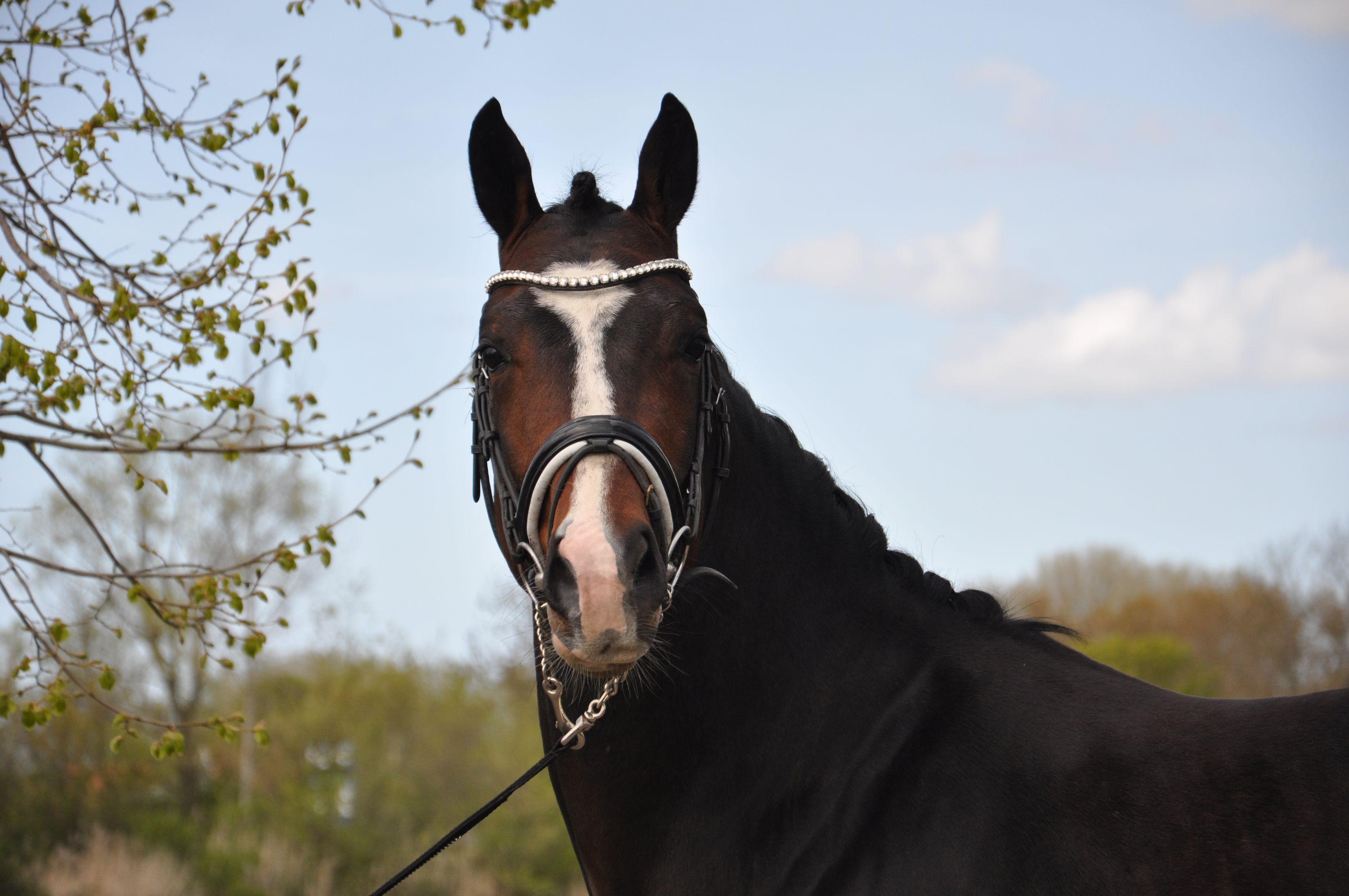 kwpn dressuurpaard hengst 3 years old donkerbruin for sale - Photo 3