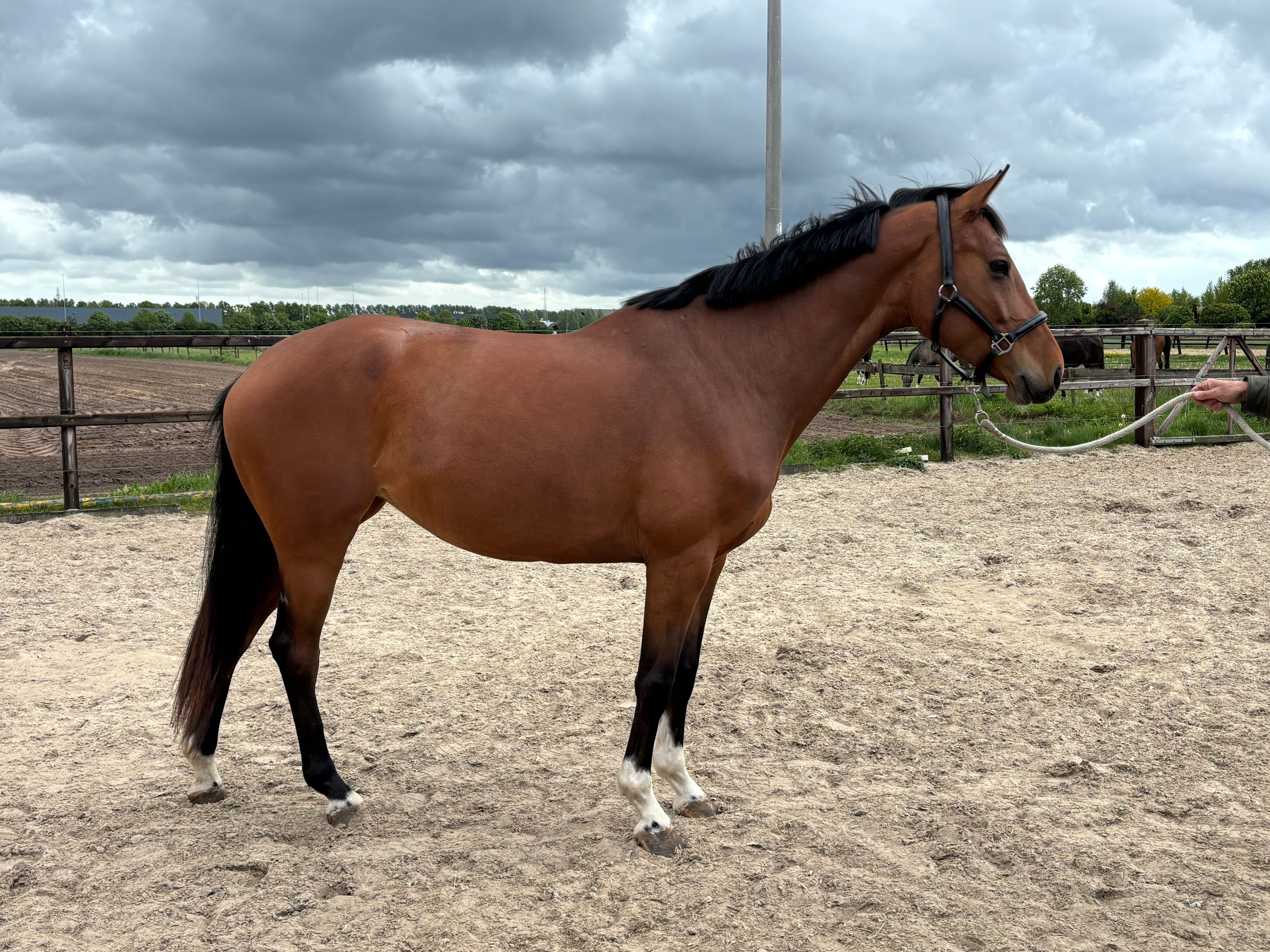 zangersheide springpaard merrie 5 years old bruin for sale - Photo 2