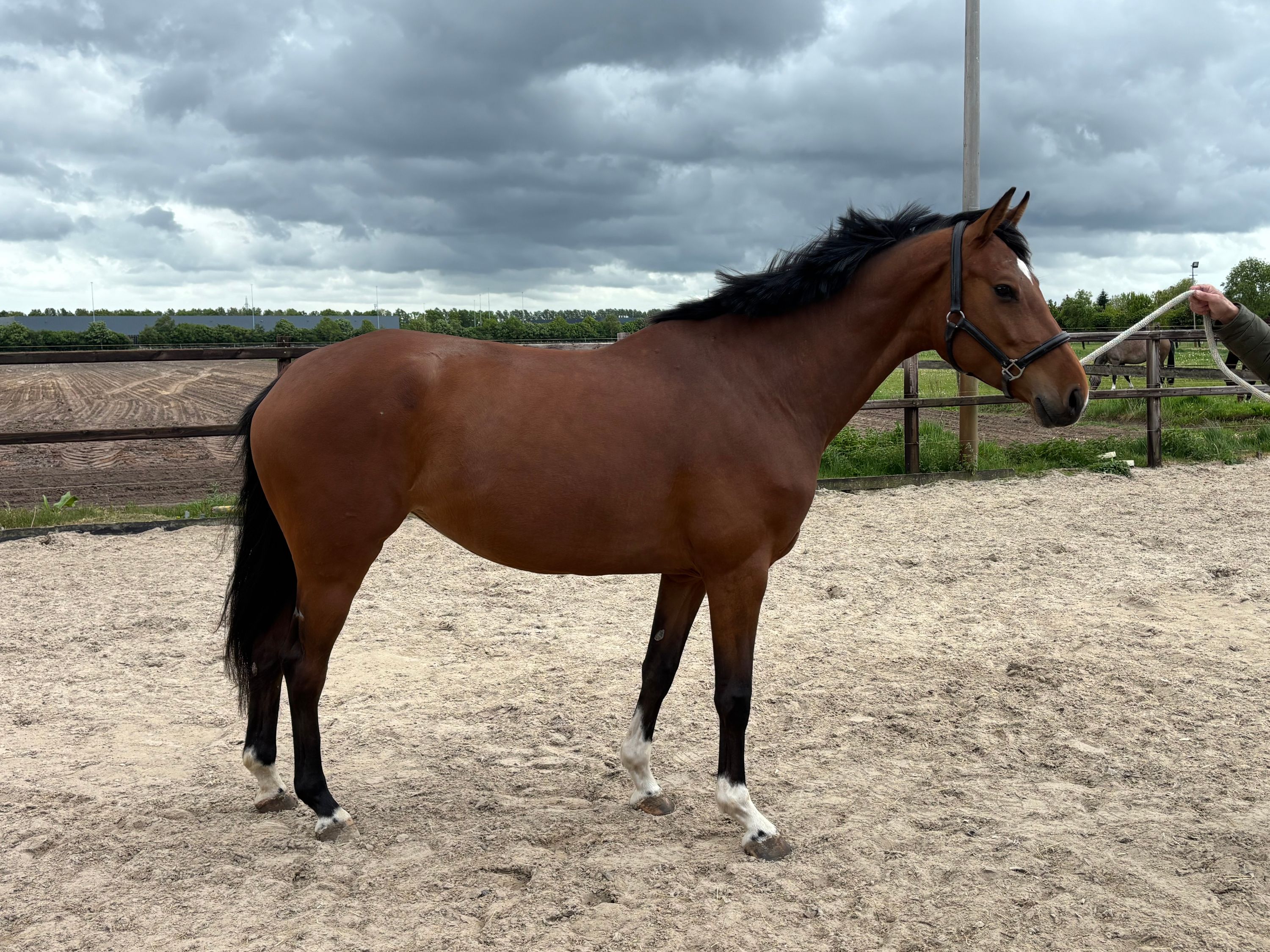zangersheide springpaard merrie 5 years old bruin for sale - Photo 3