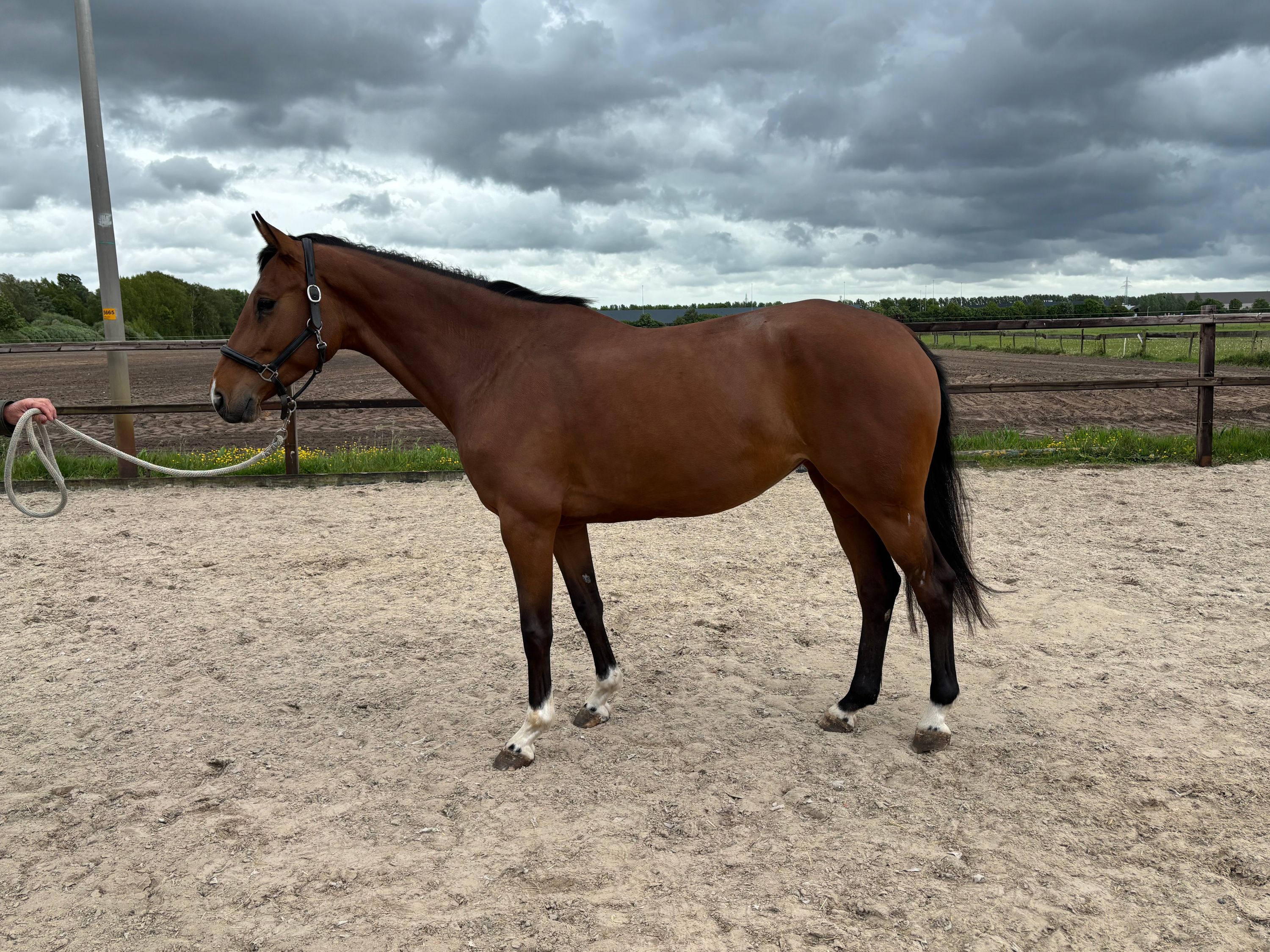 zangersheide springpaard merrie 5 years old bruin for sale - Photo 4