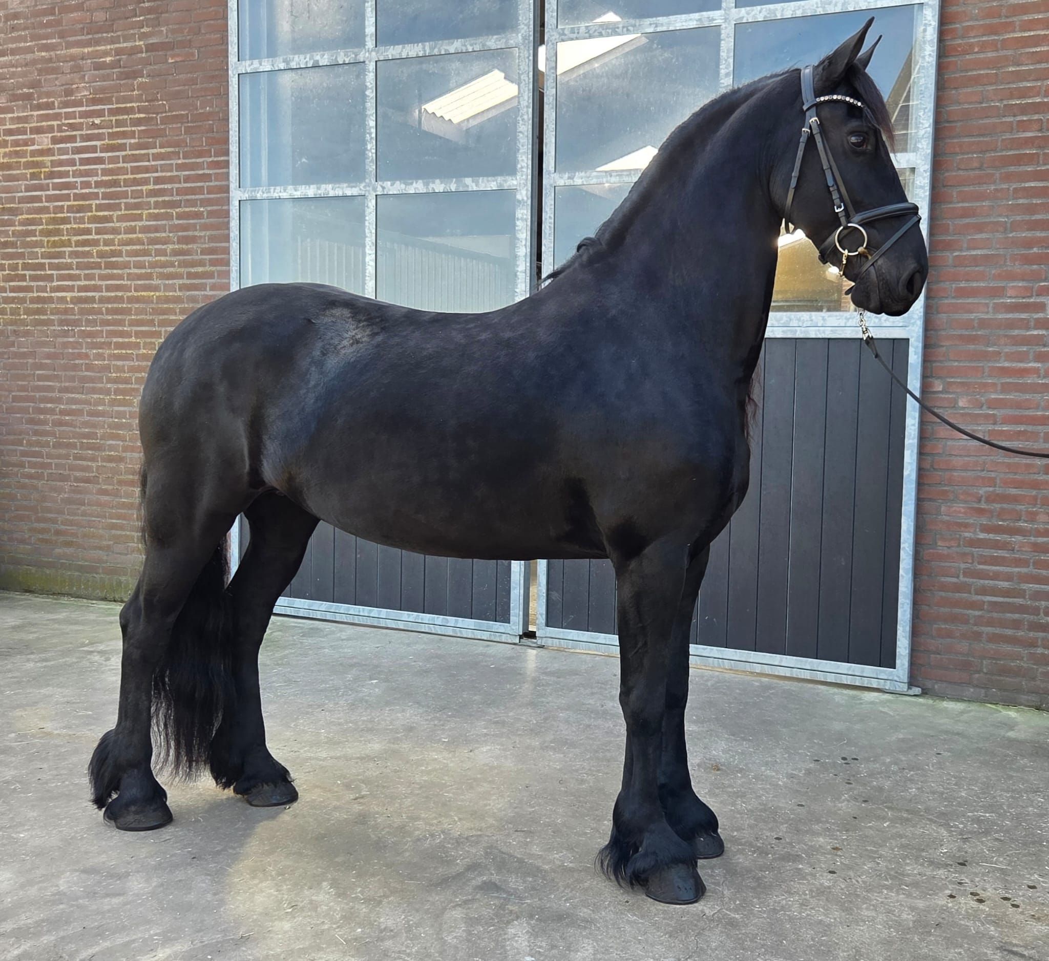 dressuurpaard merrie 9 years old zwart for sale - Photo 4