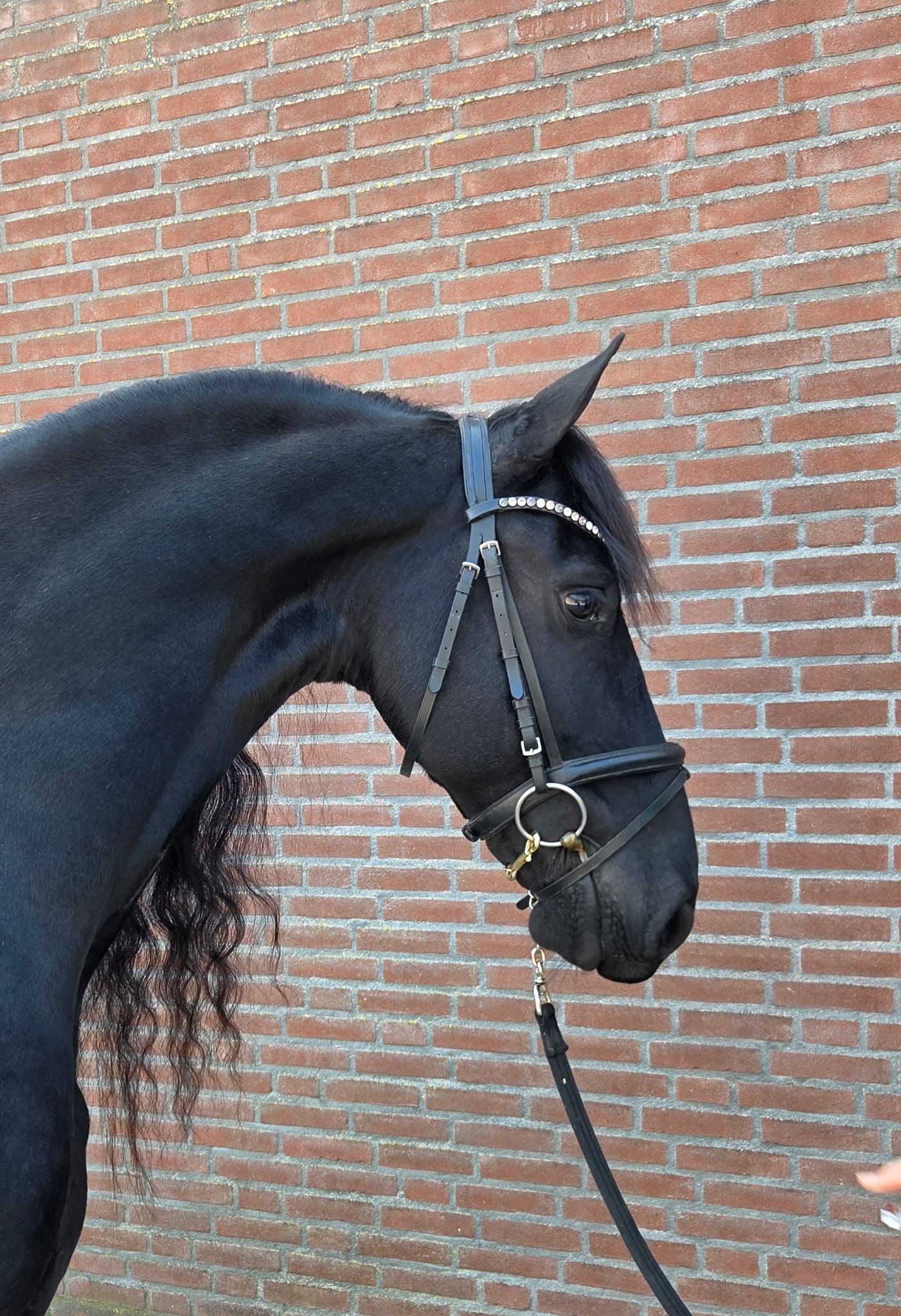 dressuurpaard merrie 9 years old zwart for sale - Photo 5