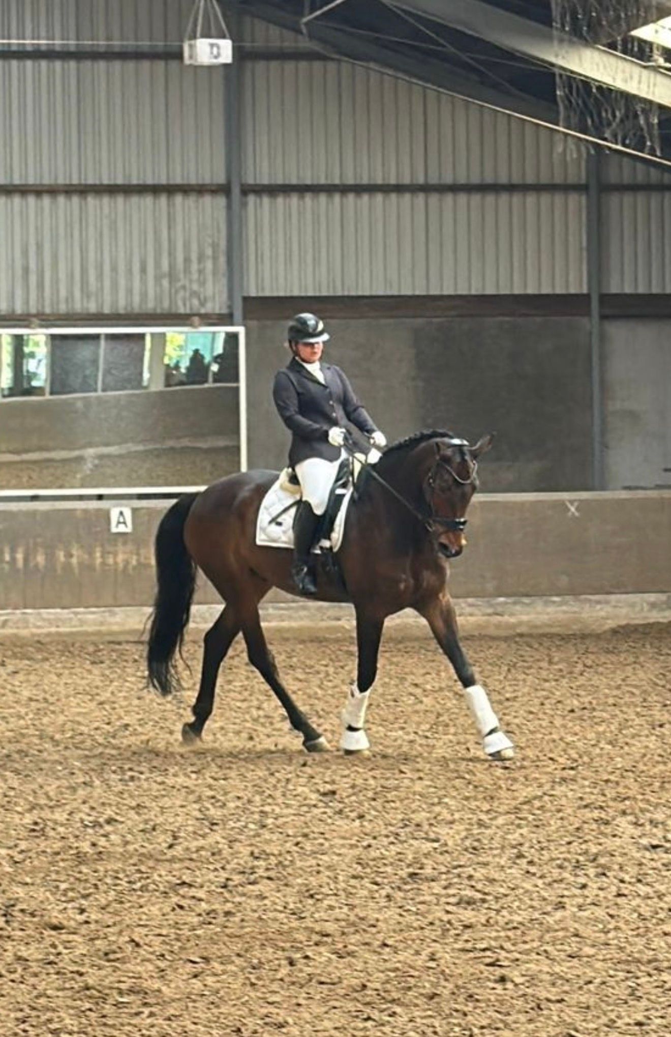 Incredibly well-behaved KWPN GELDING 1.80M