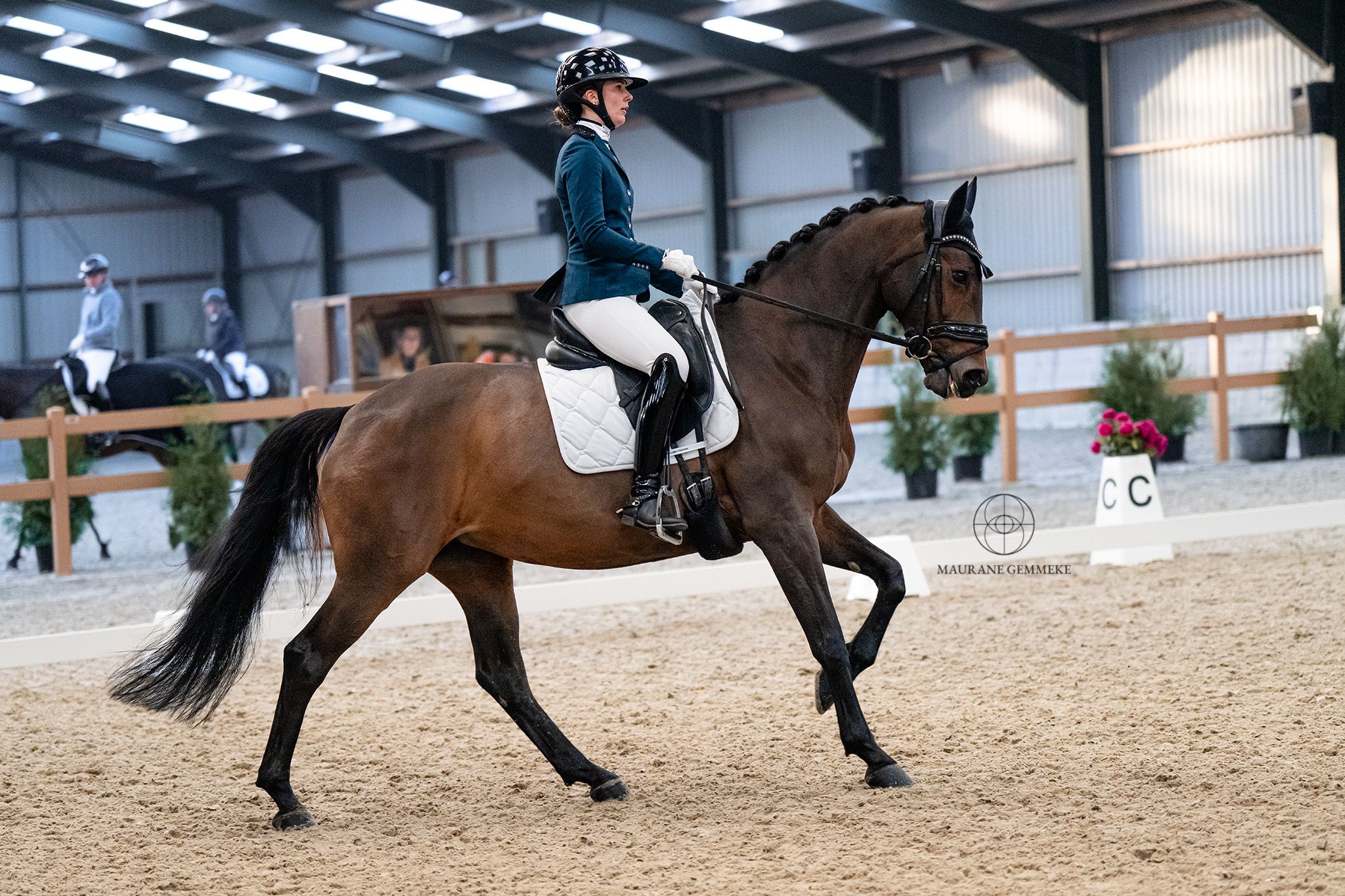 Splendida cavalla da dressage di 15 anni in vendita