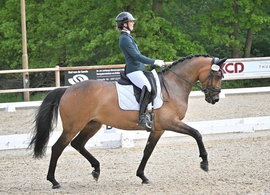 kwpn dressuurpaard merrie 15 Jahre alt donkerbruin zu verkaufen - Foto 2