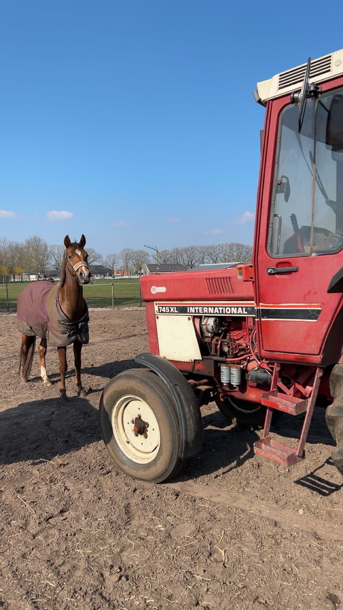 nrps springpony merrie 6 jaar vos te koop - Foto 5