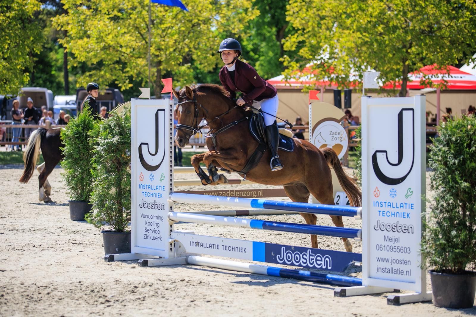nrps springpony merrie 6 jaar vos te koop - Hoofdfoto